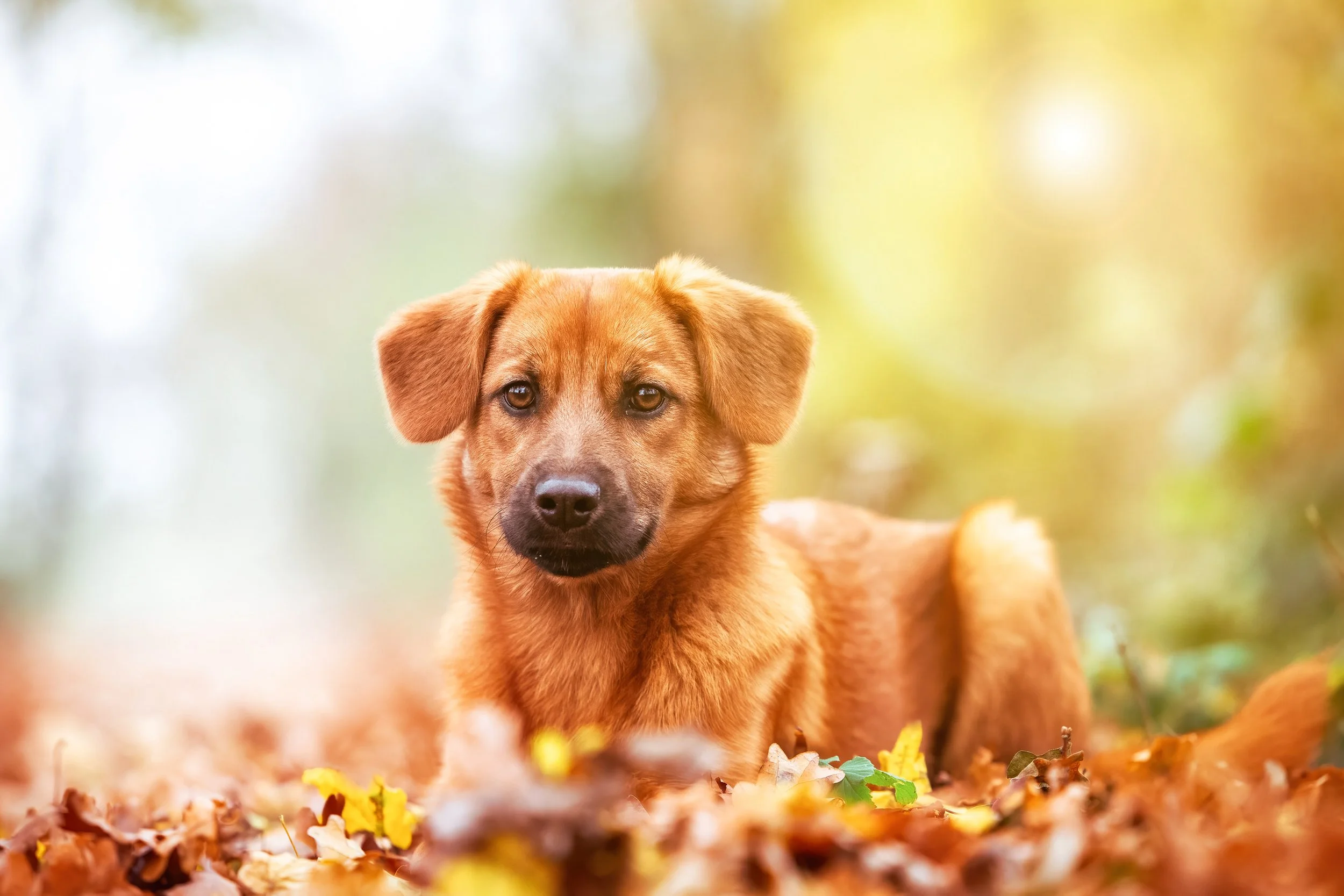 A young brown dog with floppy ears and dark eyes lying on a bed of fallen autumn leaves, with a blurred natural background.