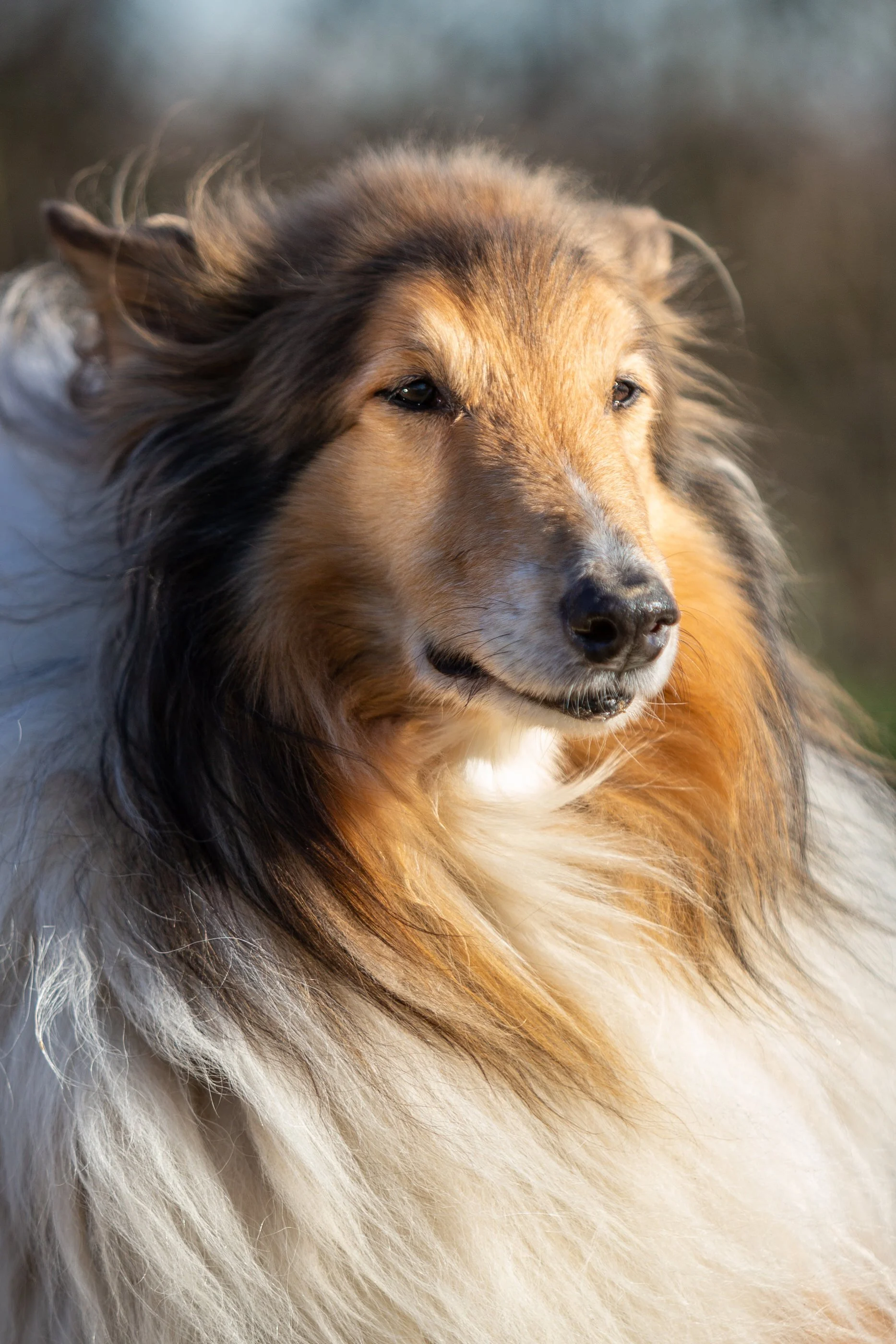 Close-up of a dog with multi-colored fur, looking to the side with a calm expression.