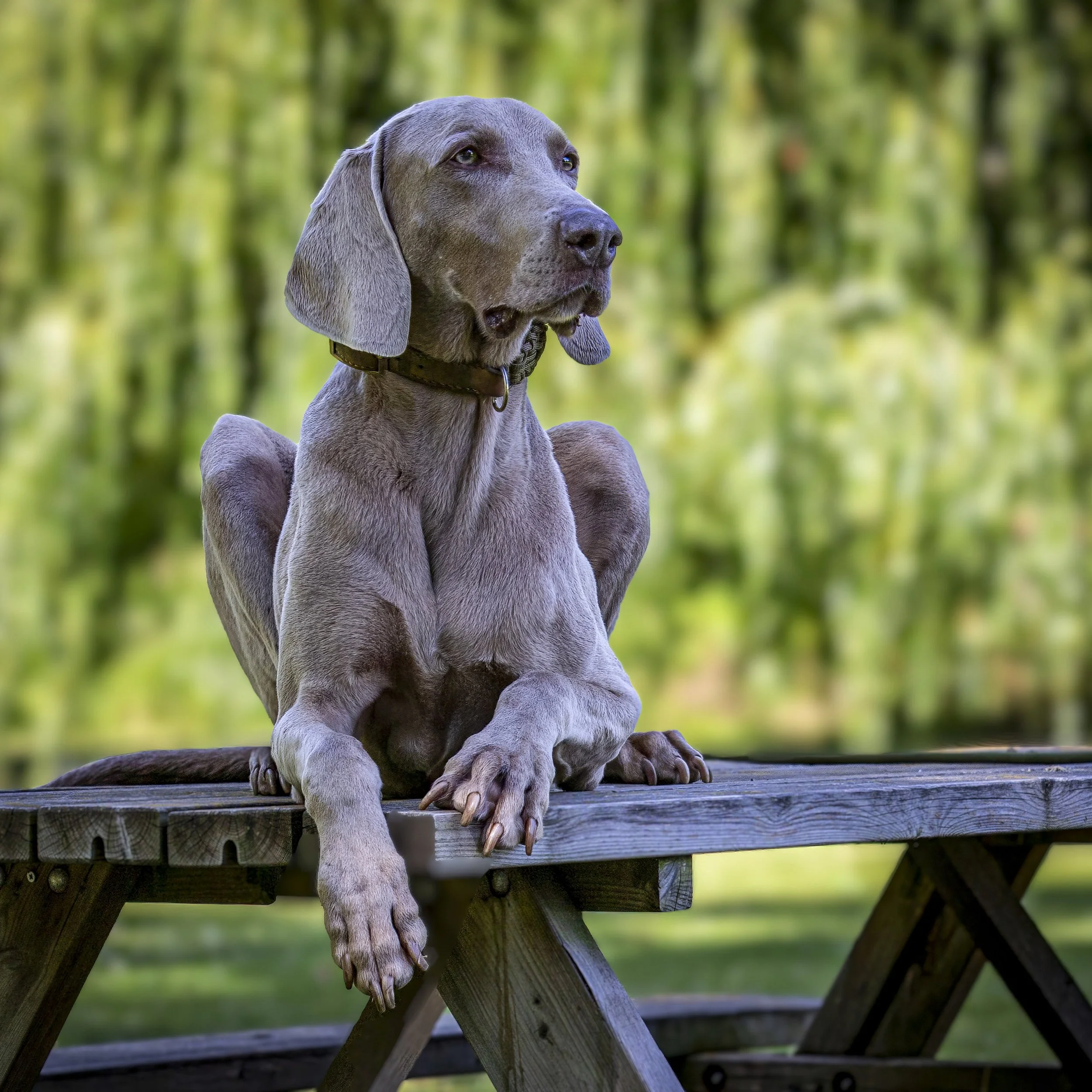A Weimaraner dog sitting on a wooden bench outdoors in a green, wooded area.