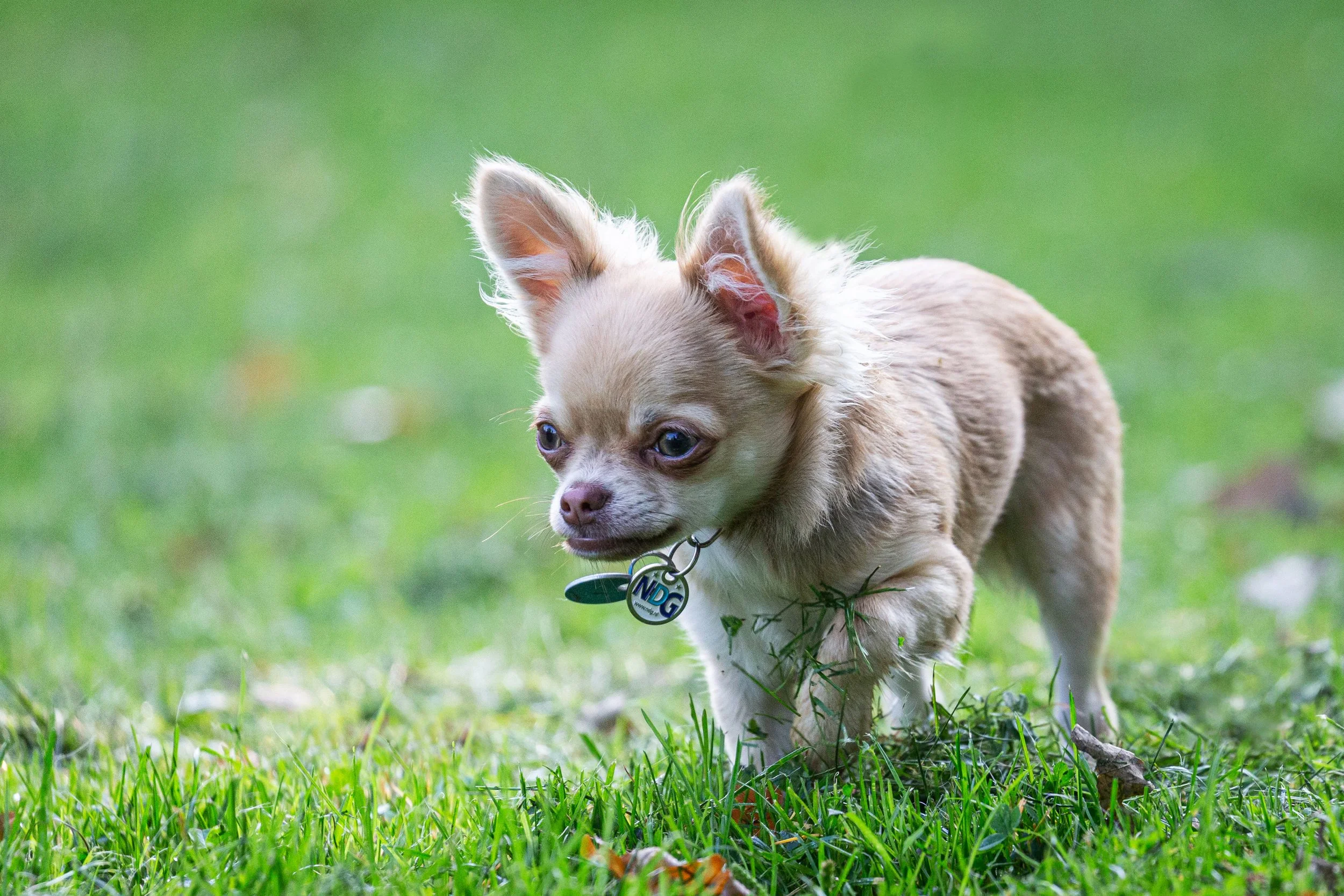 A small tan and white Chihuahua dog with large ears and blue eyes walking on green grass, wearing a collar with a tag that has the letters NDC.