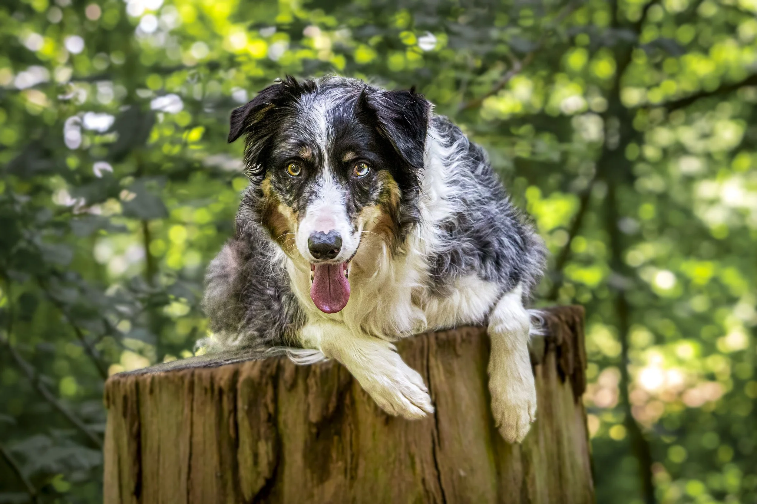 An Australian Shepherd dog with a merle coat, sitting on a wooden tree stump in a green forest setting with blurred foliage in the background, panting with tongue out.