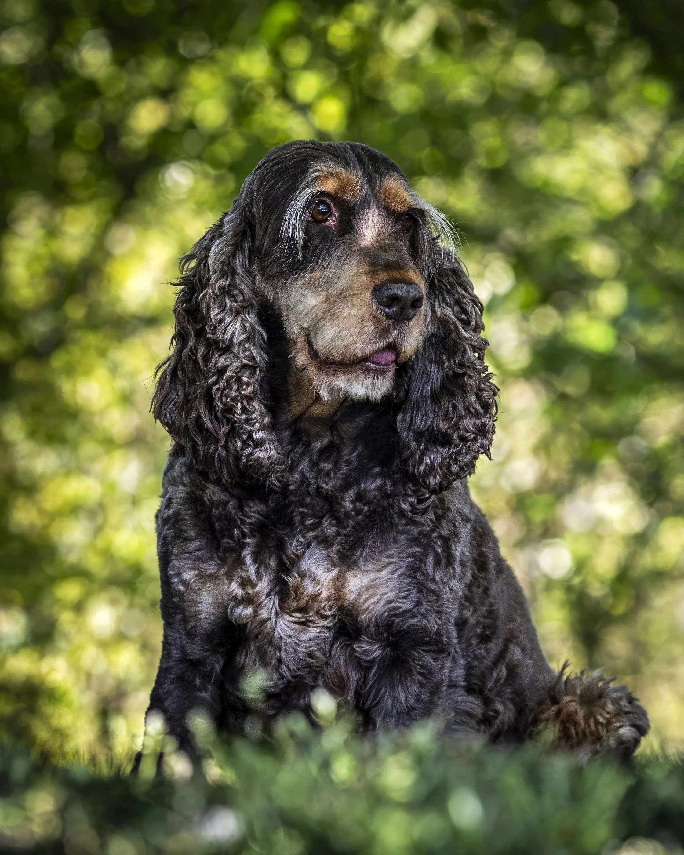 Close-up of a black and tan Cocker Spaniel dog sitting outdoors among greenery, looking attentively.