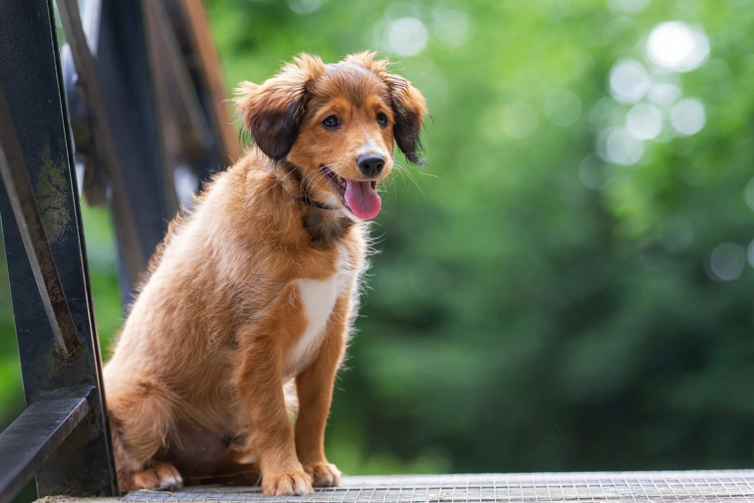 A young brown dog with floppy ears and a pink tongue sitting on a metal platform outdoors with a blurred green background.