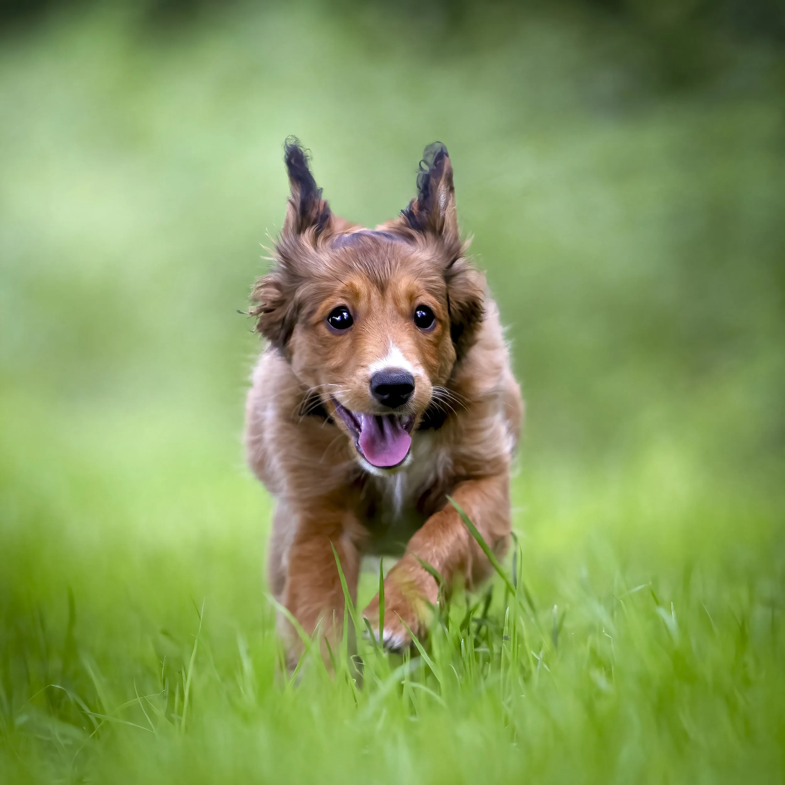 A brown and white puppy running through green grass with a blurred green background.