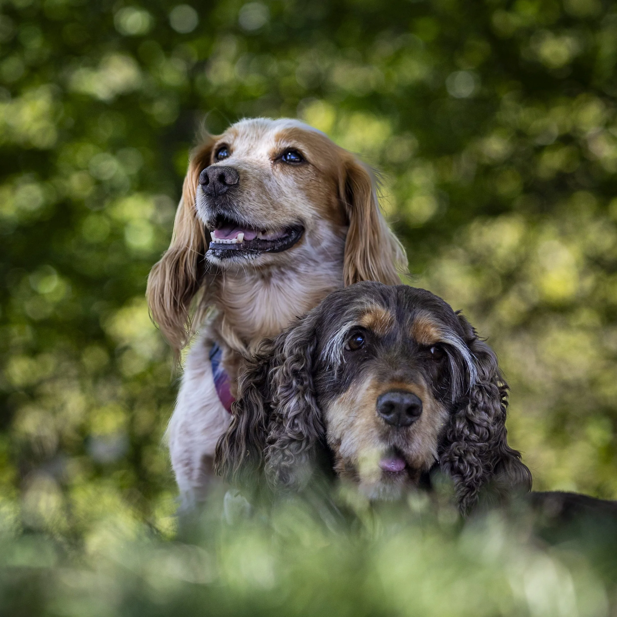 A close-up of two dogs, one with long ears and a brown and white coat, and the other with curly fur and a darker coat, looking alert and standing outdoors with a blurred green background.