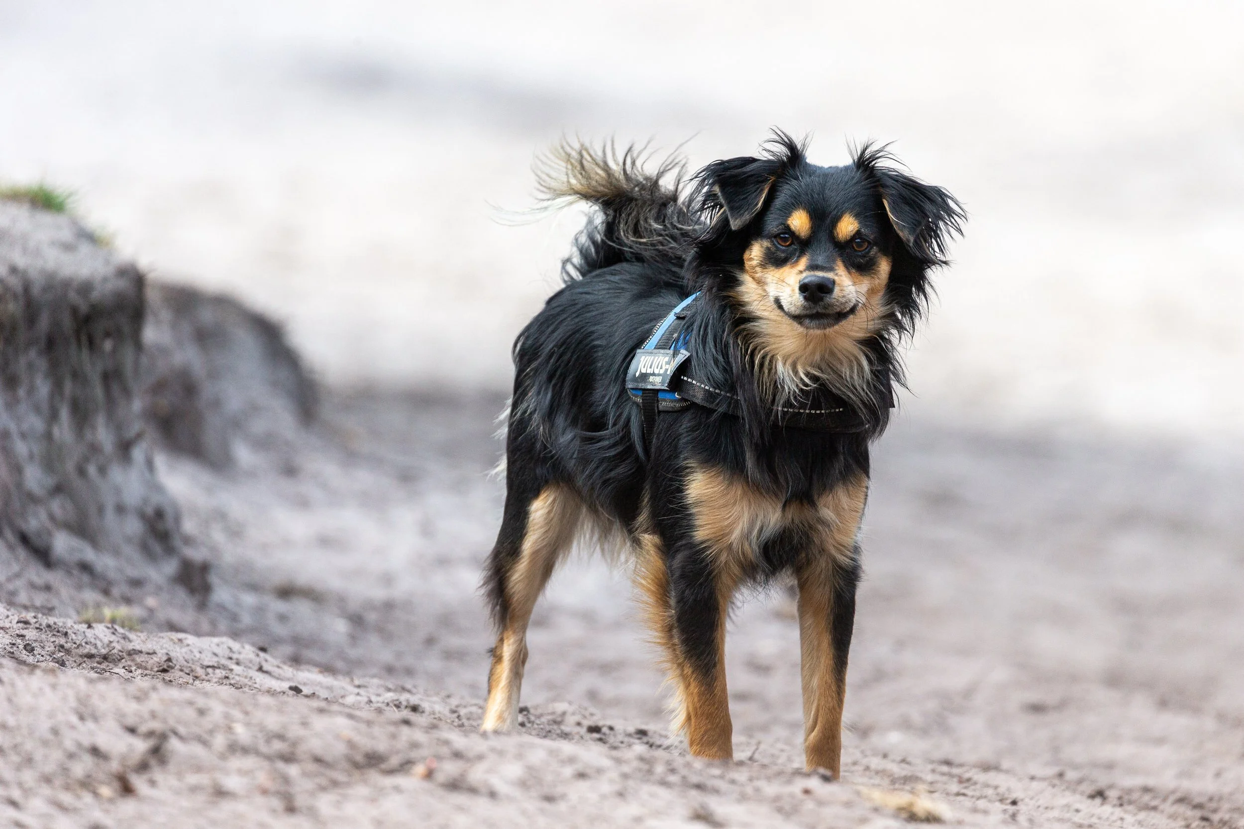 A small black and tan dog with long fur, wearing a harness, standing on a dirt ground with a blurred background.