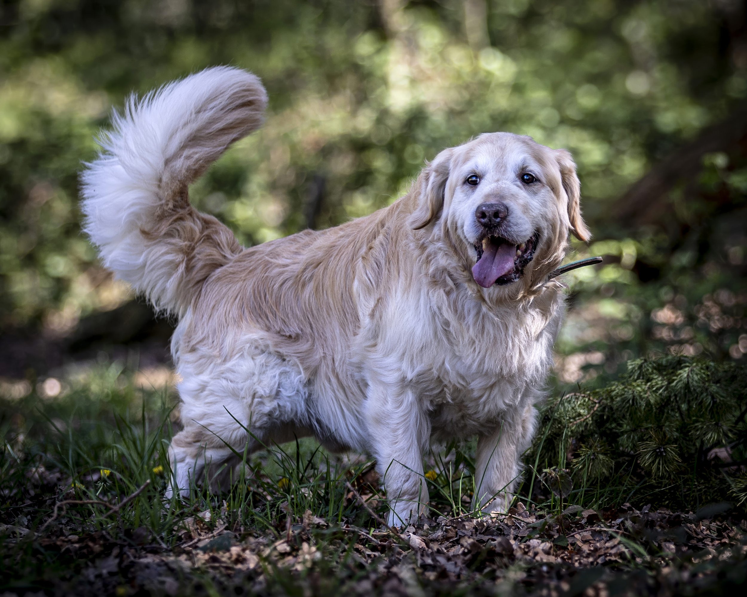Golden retriever with fluffy tail standing in a forested area with green leaves and grass.