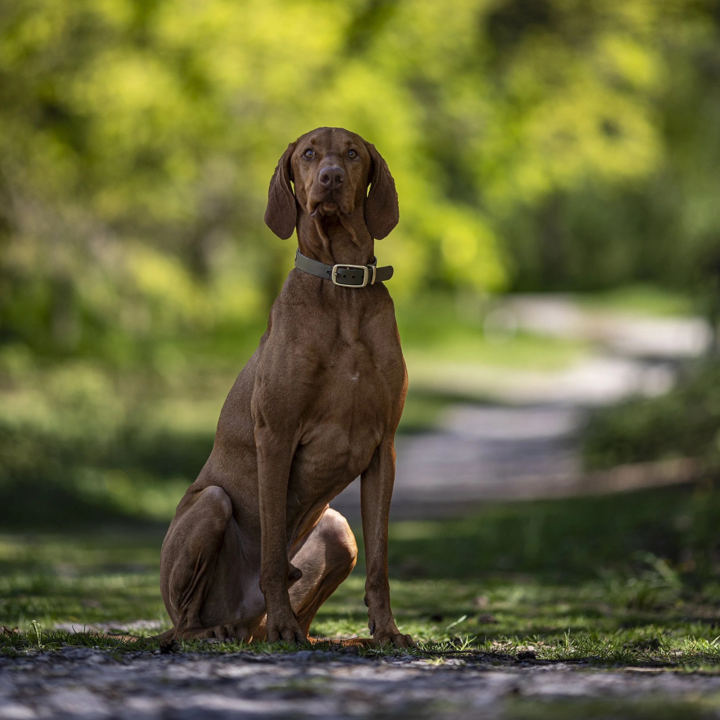 A brown dog with long ears sitting outdoors on grass with a blurred green background.