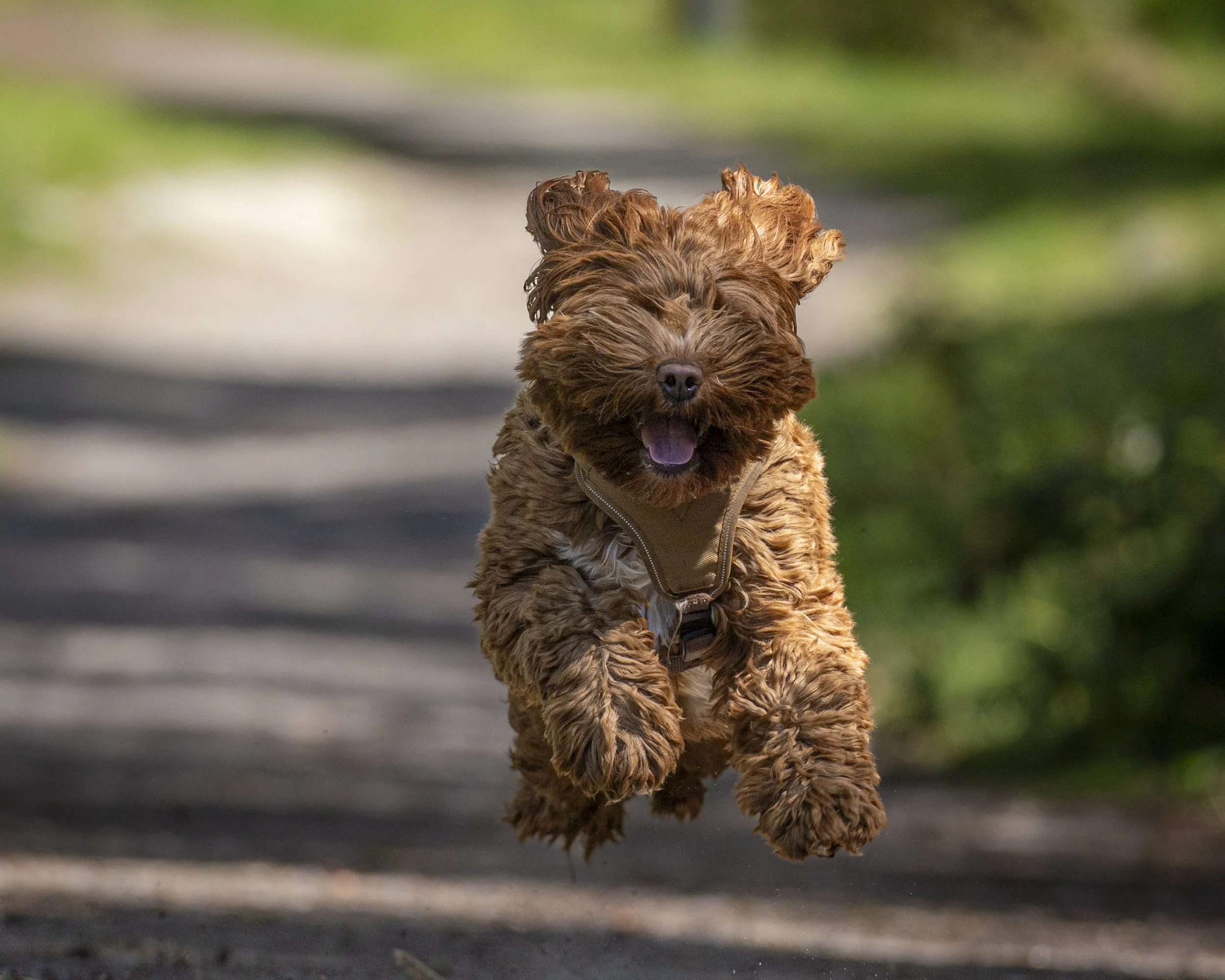 Brown curly-haired dog jumping on a paved sidewalk with green foliage in the background.