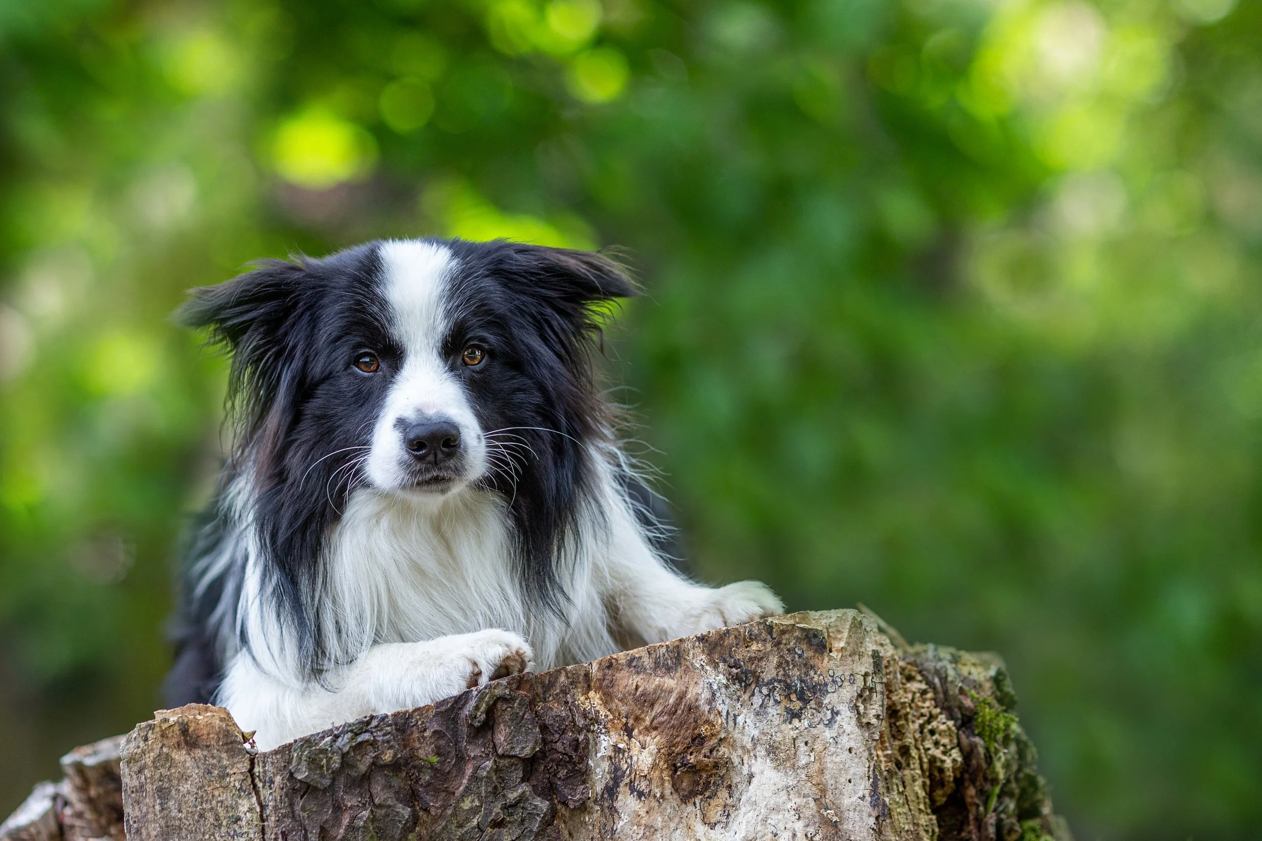 A black and white Border Collie dog lying on a tree stump outdoors with a green, blurred background of leaves.