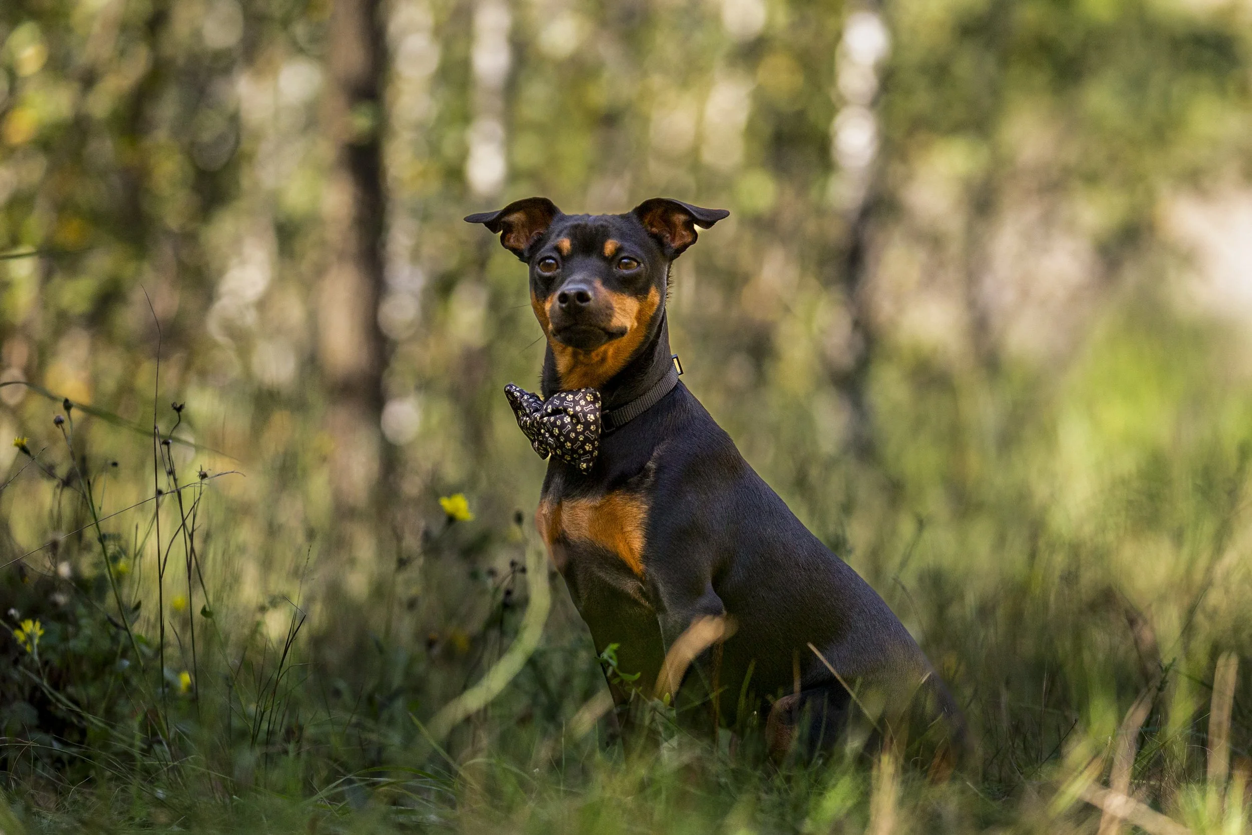 A small black and tan dog, possibly a miniature pinscher, sitting in a grassy area with trees in the background, wearing a decorative collar or bow tie.