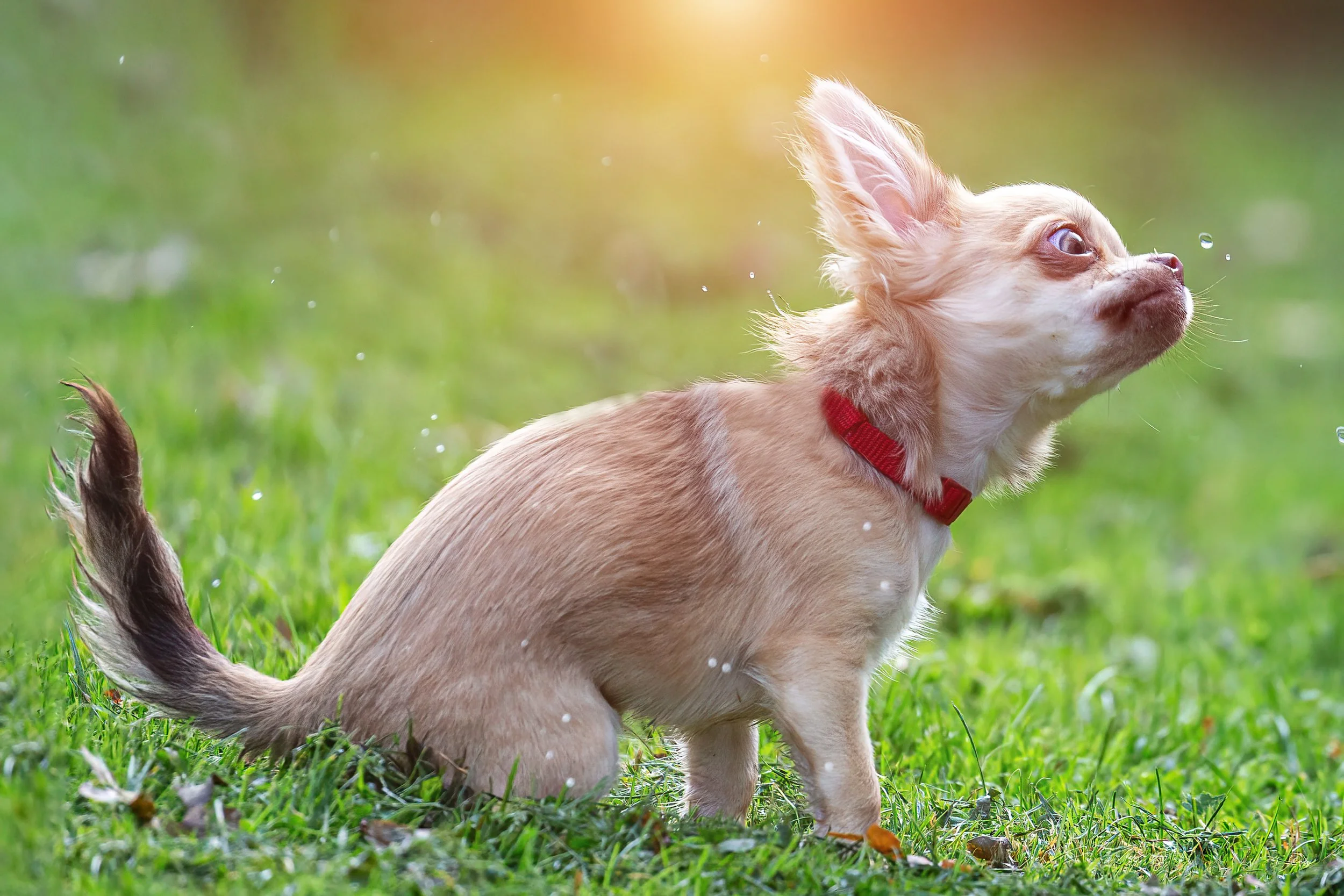 A small dog with light brown fur and a red collar standing on green grass, looking to the right amid a soft sunlight glow.