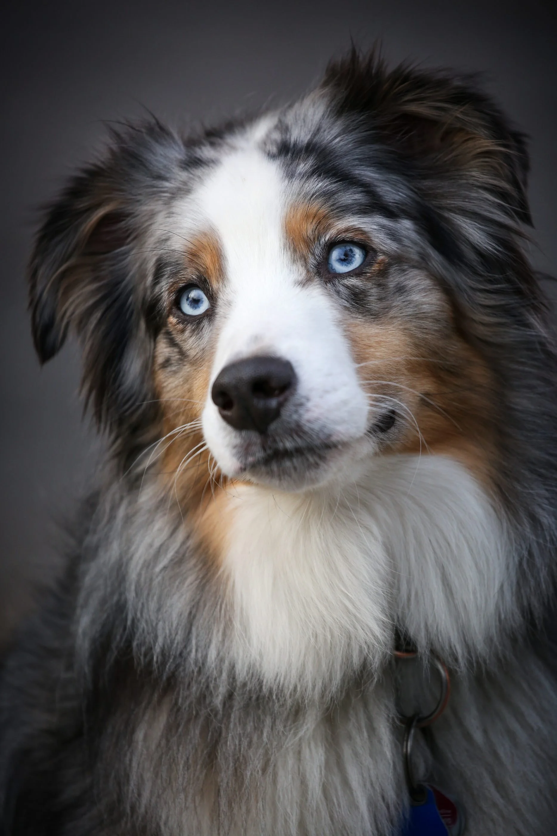 Close-up portrait of a dog with piercing blue eyes, multicolored fur with black, white, gray, and tan patches, and fluffy coat, against a dark blurred background.