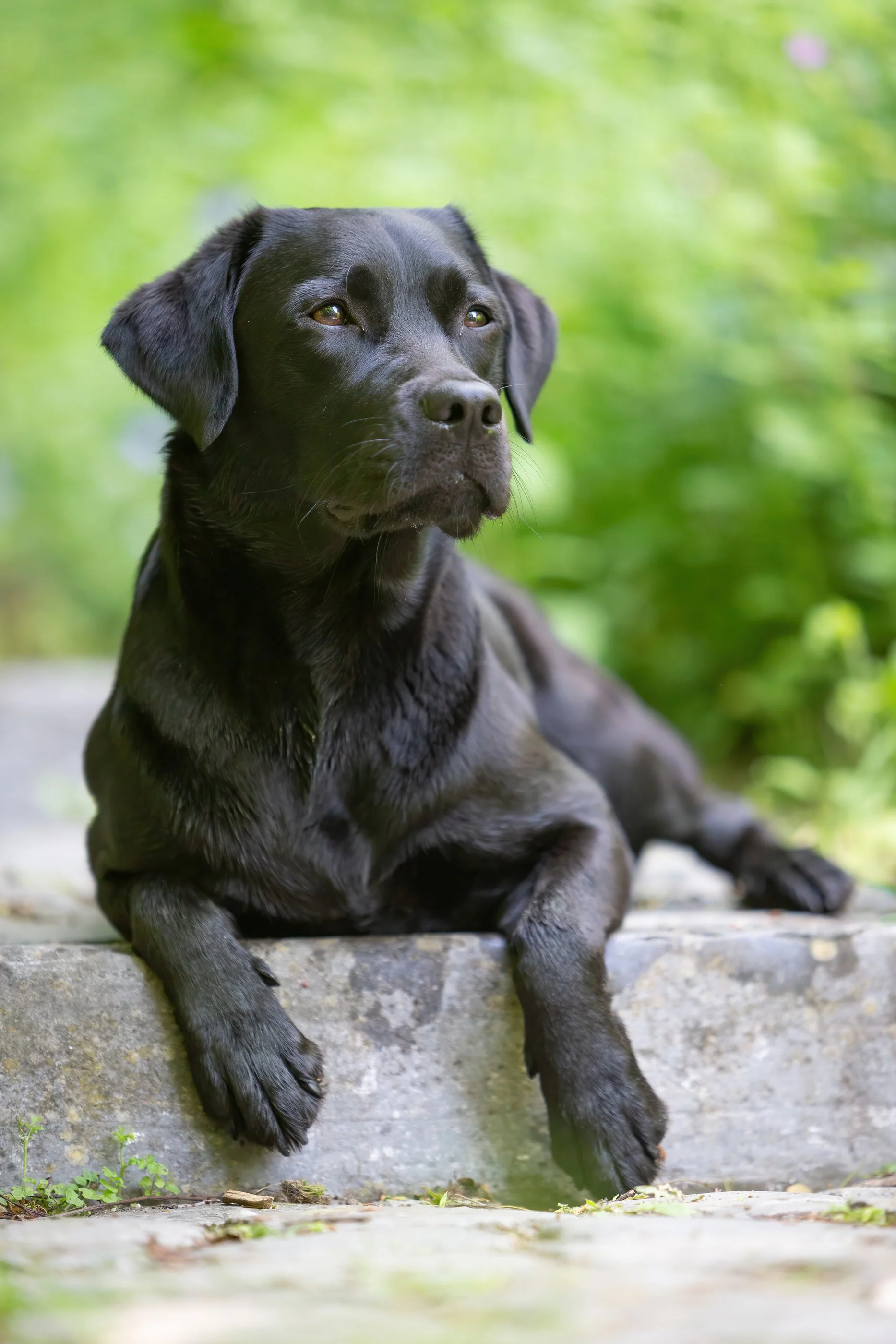 A black dog resting on a stone ledge outdoors, with a green blurred background.