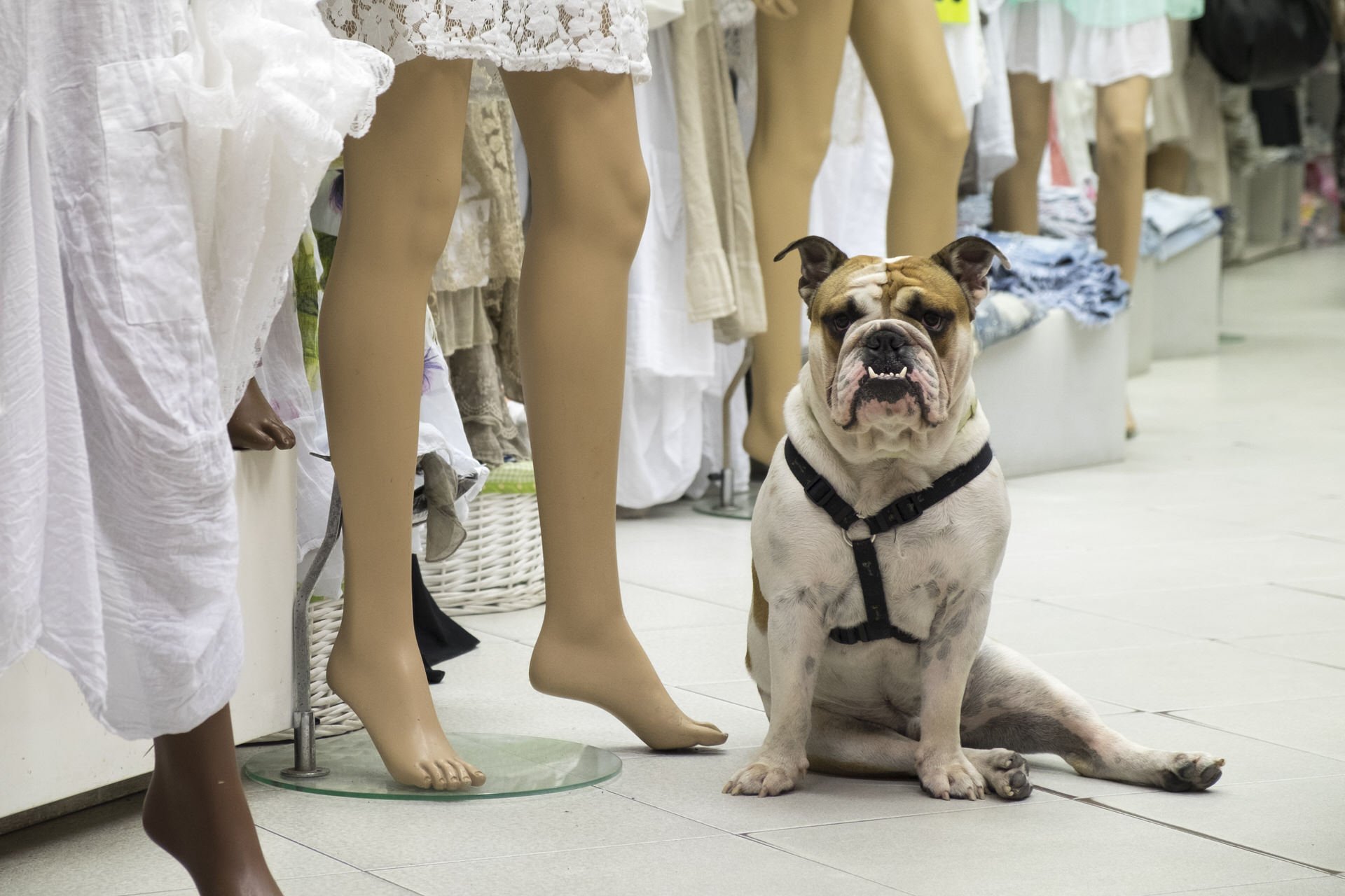 A bulldog with a harness sitting on a white tiled floor in a store, surrounded by mannequins dressed in white clothing and black shoes, within a retail clothing section.