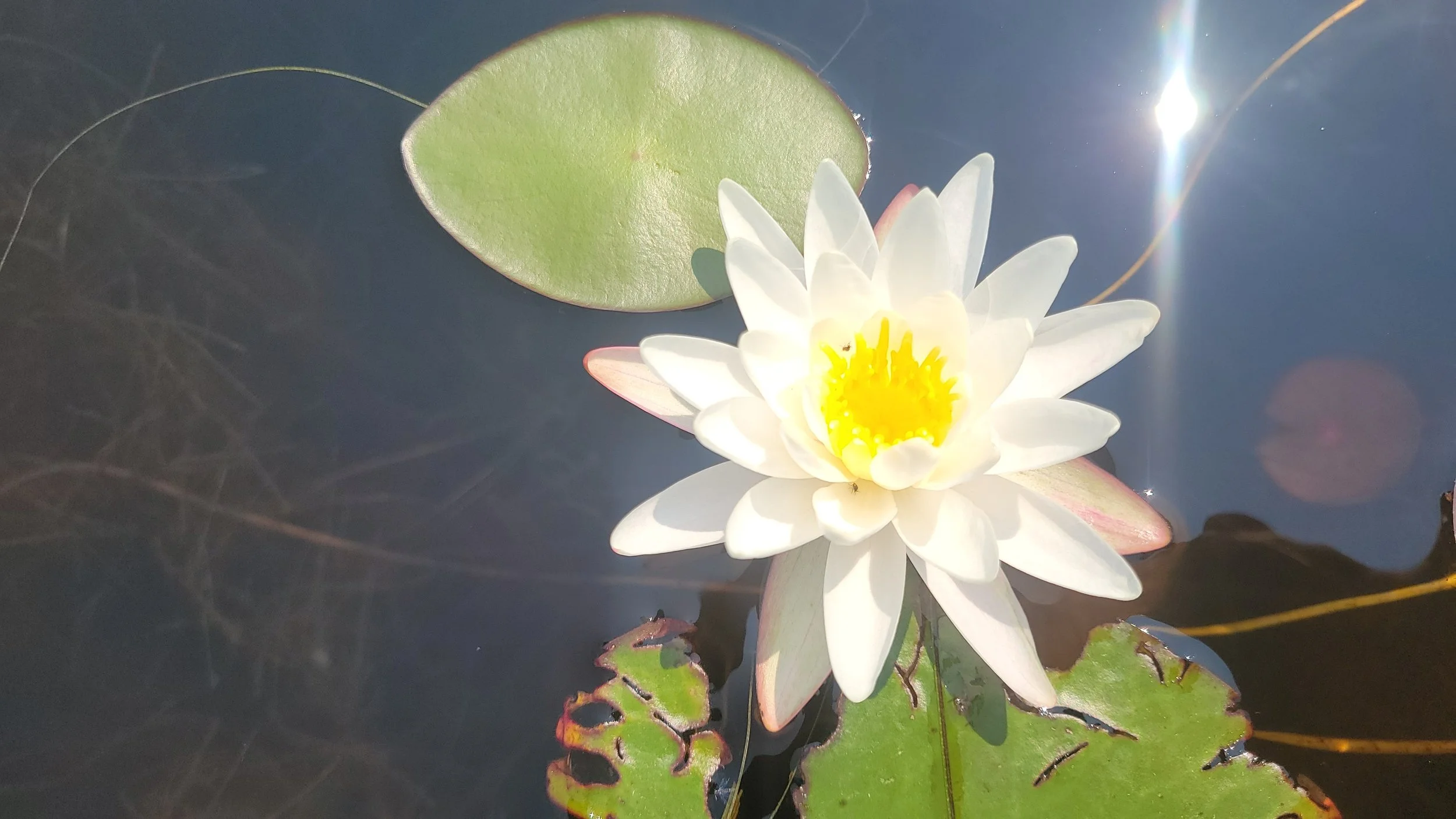 A white water lily with a yellow center floating on a dark pond, with green lily pads and some plant stems visible.