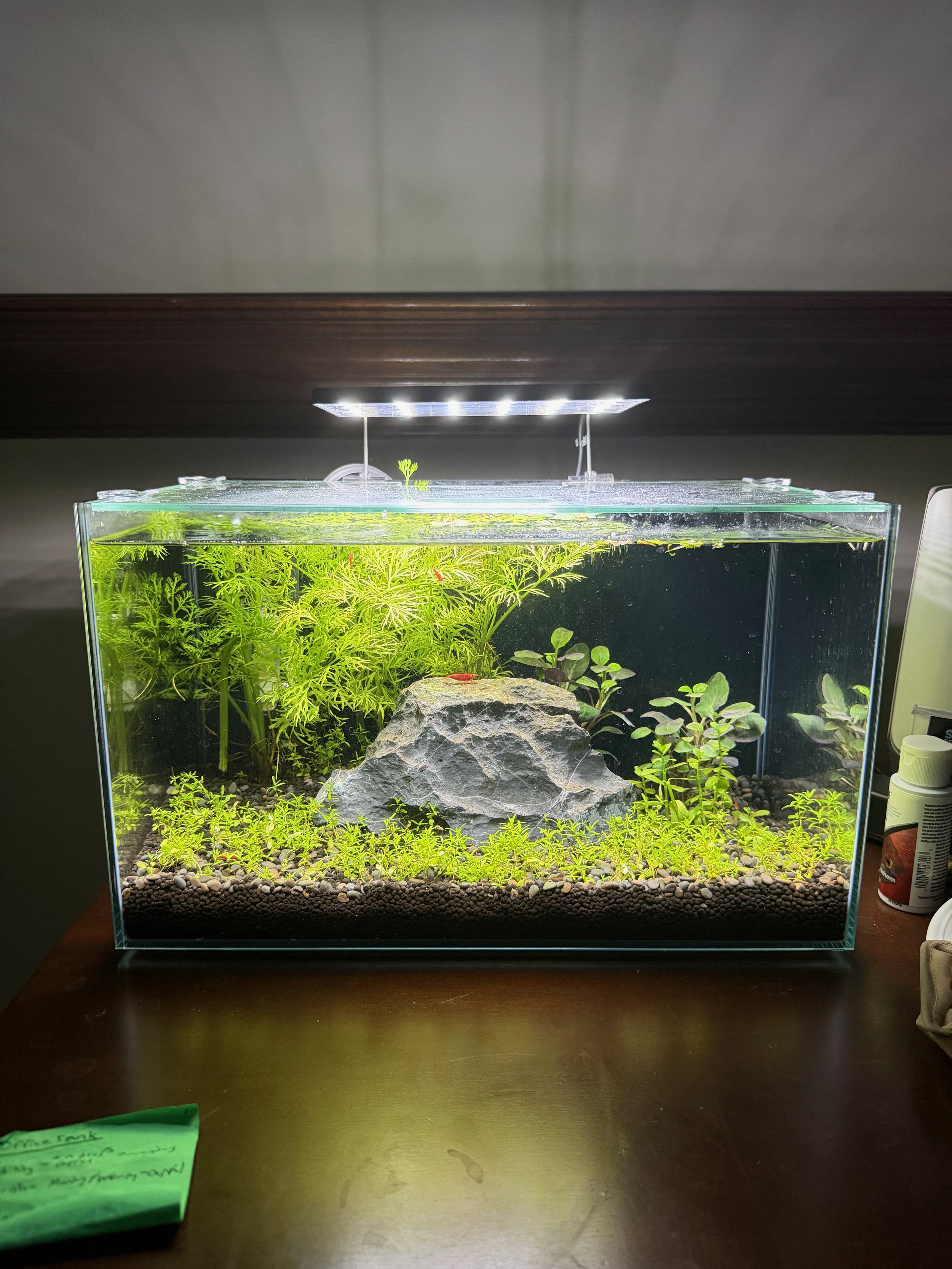 A clear glass aquarium with green aquatic plants, a large rock, and small gravel at the bottom, illuminated by an overhead LED light.