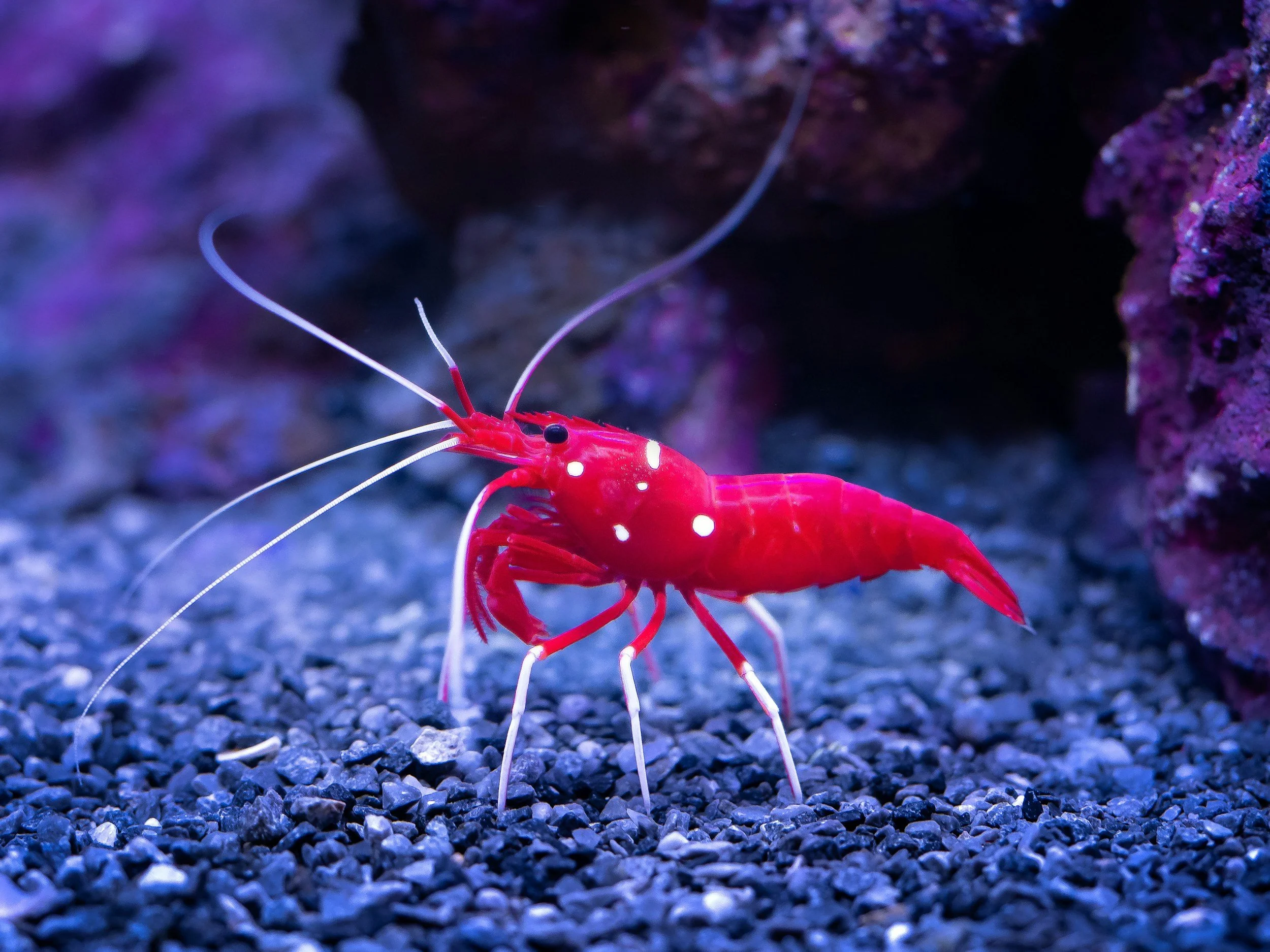 A close-up of a red shrimp with white spots, having long antennae, on a bed of small gravel in an underwater environment with purple rocks.