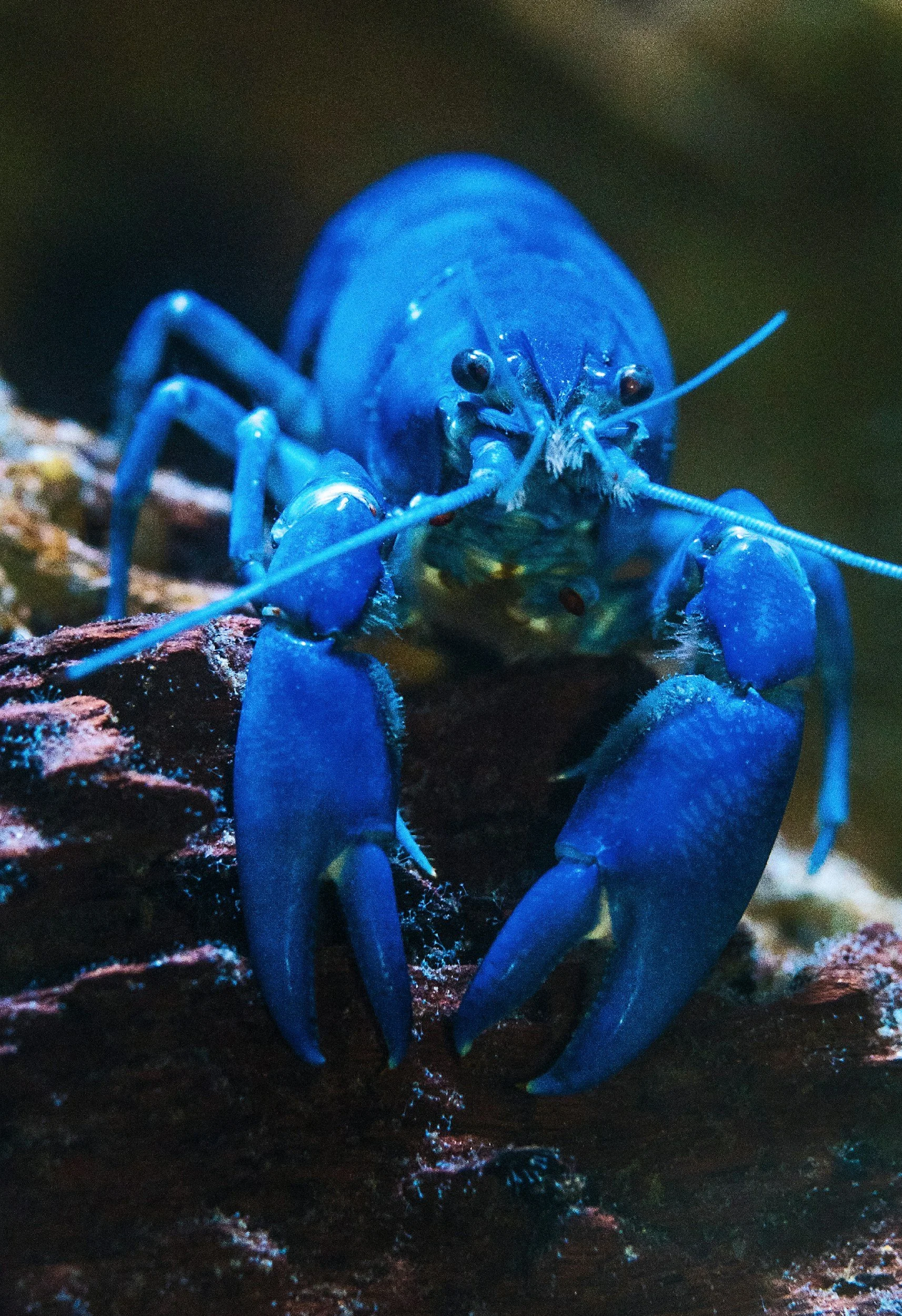 Close-up of a bright blue crayfish on dark rocks or soil.
