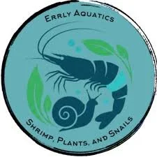 From an Uncycled Betta Tank To 1000+ Shrimp: The Errly Aquatics Story