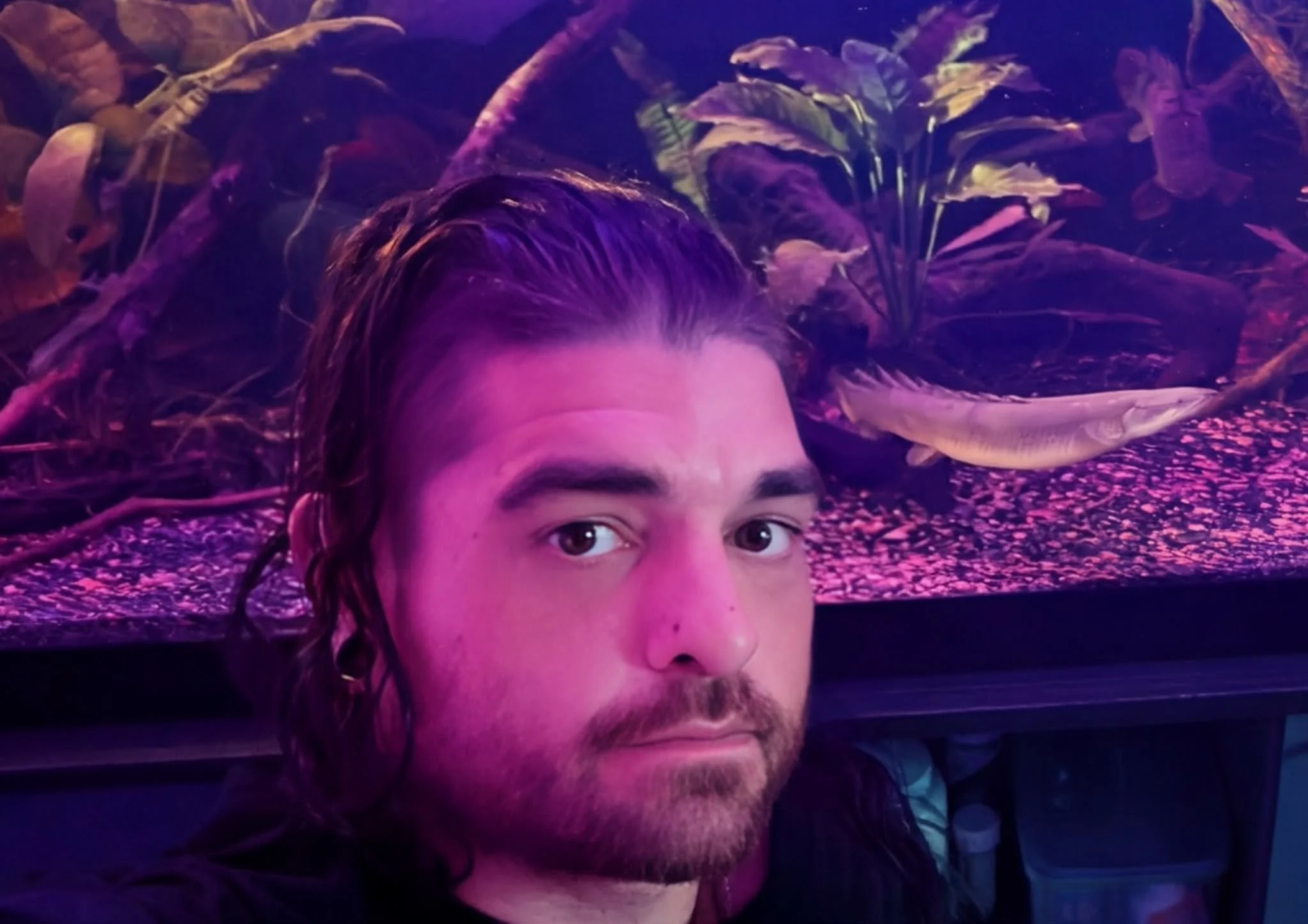 The Bichir Addict - Alexander Gosselin