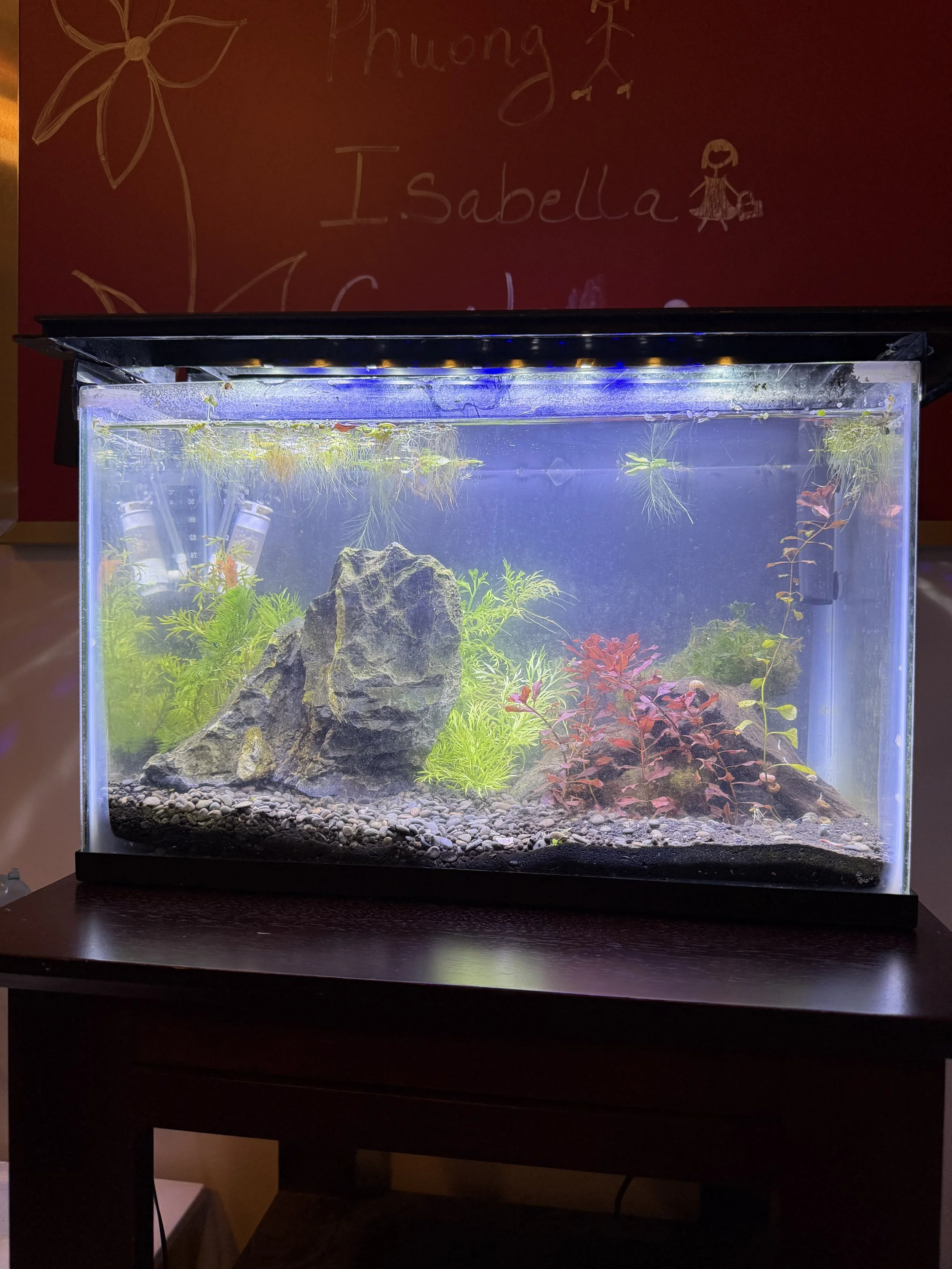 Setting up Nano Tank with Dwarf Mexican Crayfish &amp; Scarlet Badis