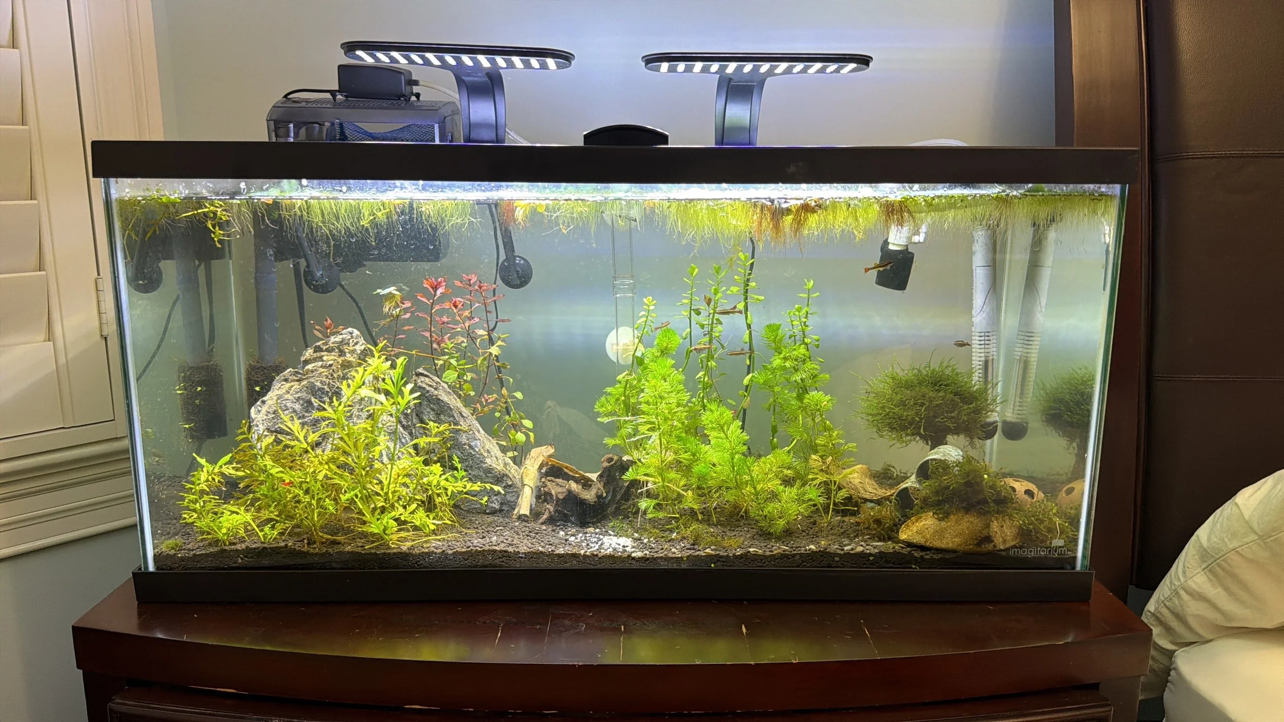 A glass aquarium filled with water, green aquatic plants, rocks, and some small fish. Aquarium equipment is visible on top and sides of the tank.