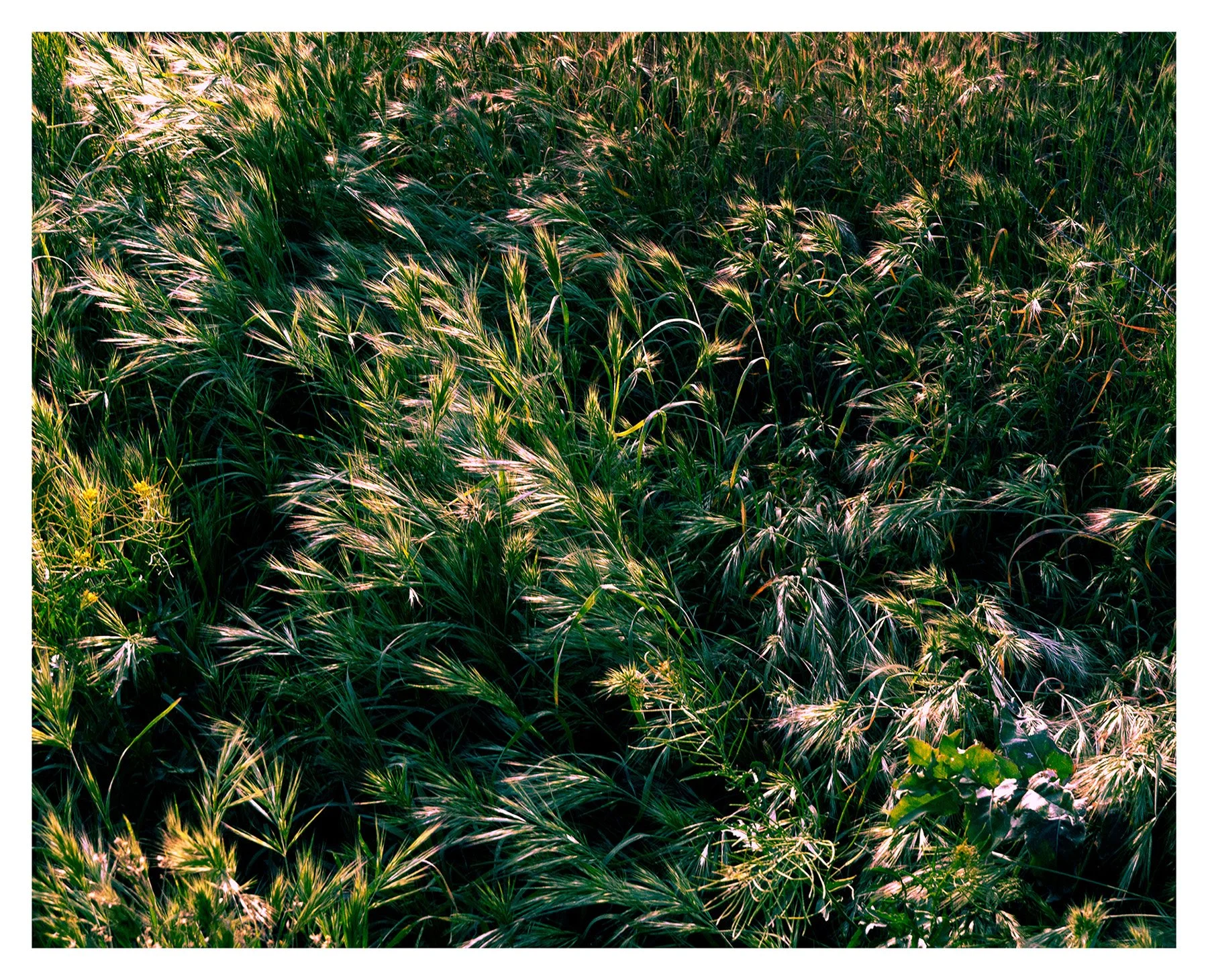 A field of green grass and wild plants bathed in sunlight, creating a vibrant and lush scene.