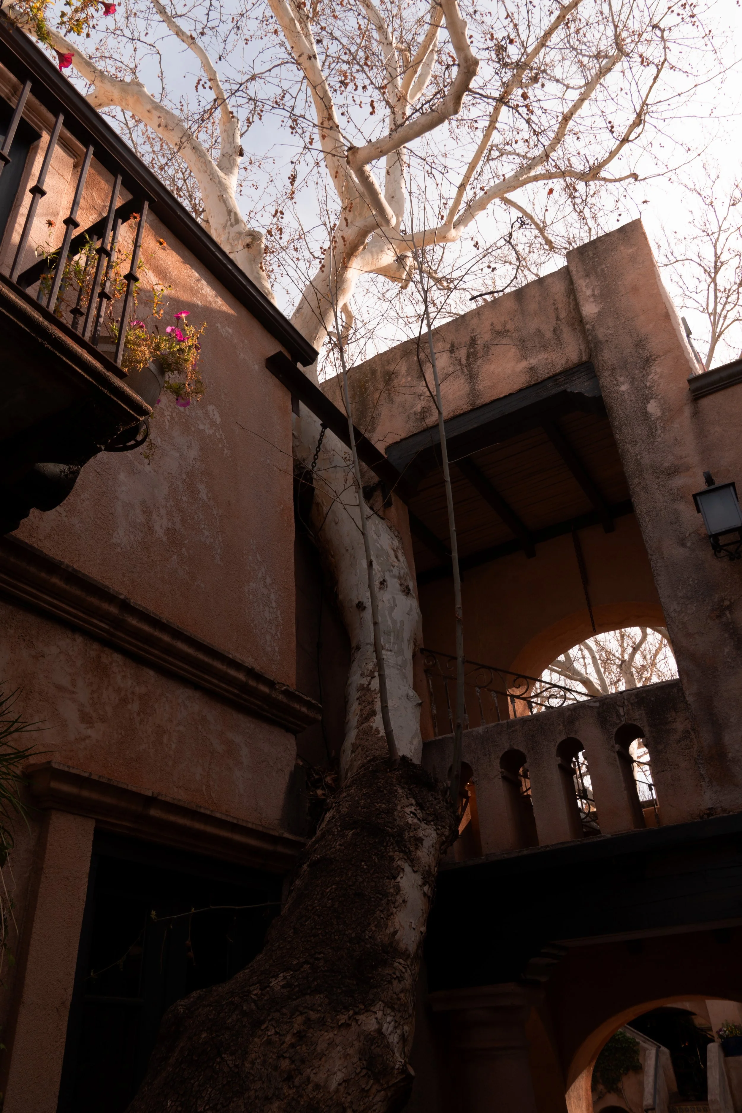 View of a large tree with white bark extending above a rustic, reddish stucco building with a balcony and decorative arches, under a cloudy sky.