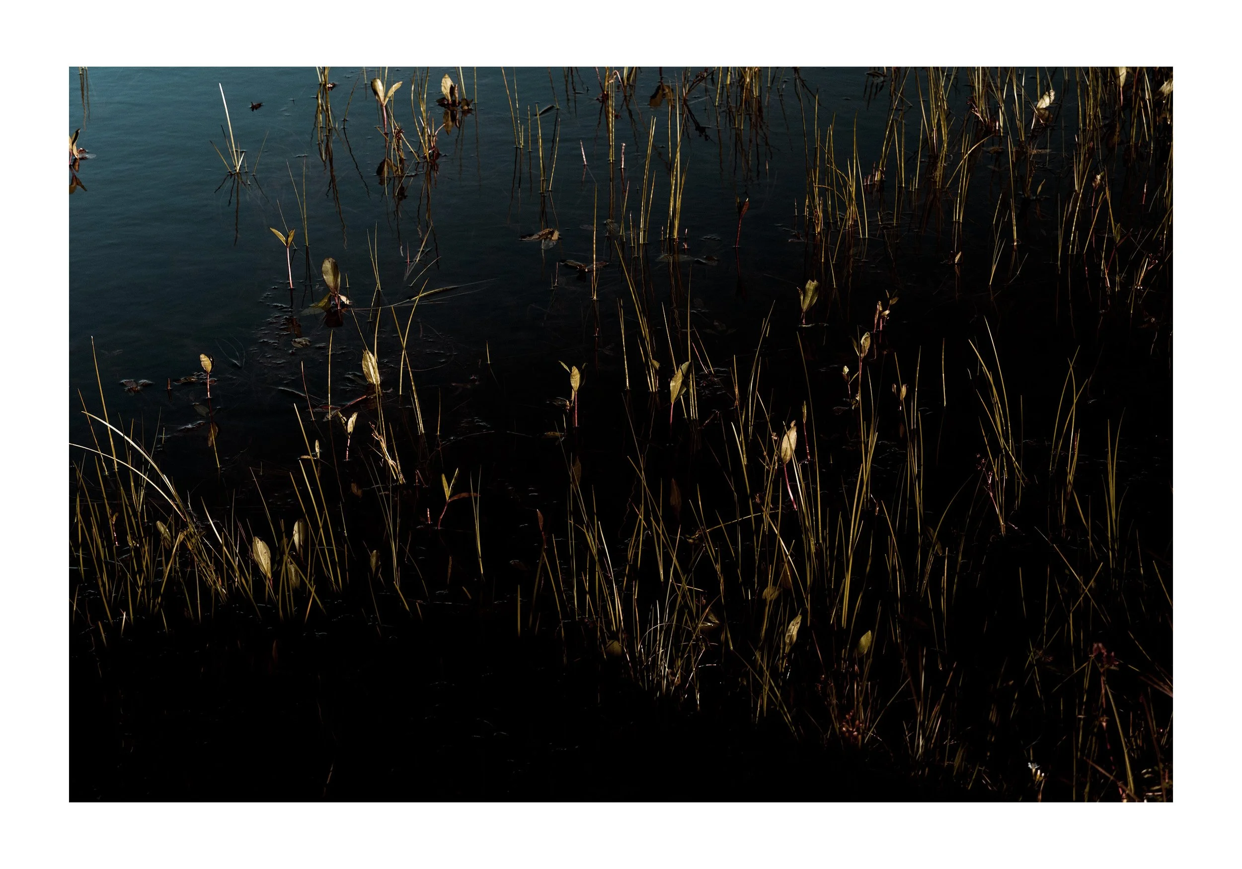 A body of water with dried, tall, thin plants or reeds emerging from it, with very little visible vegetation or landscape beyond.