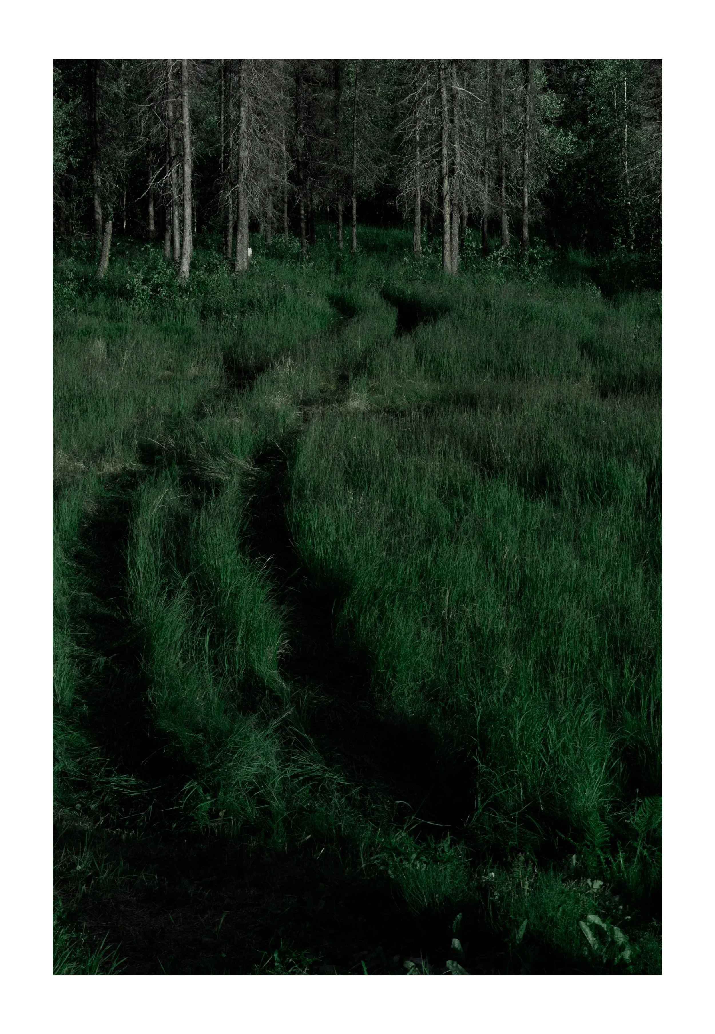 Nighttime forest scene with tall trees and a trail running through tall grass.