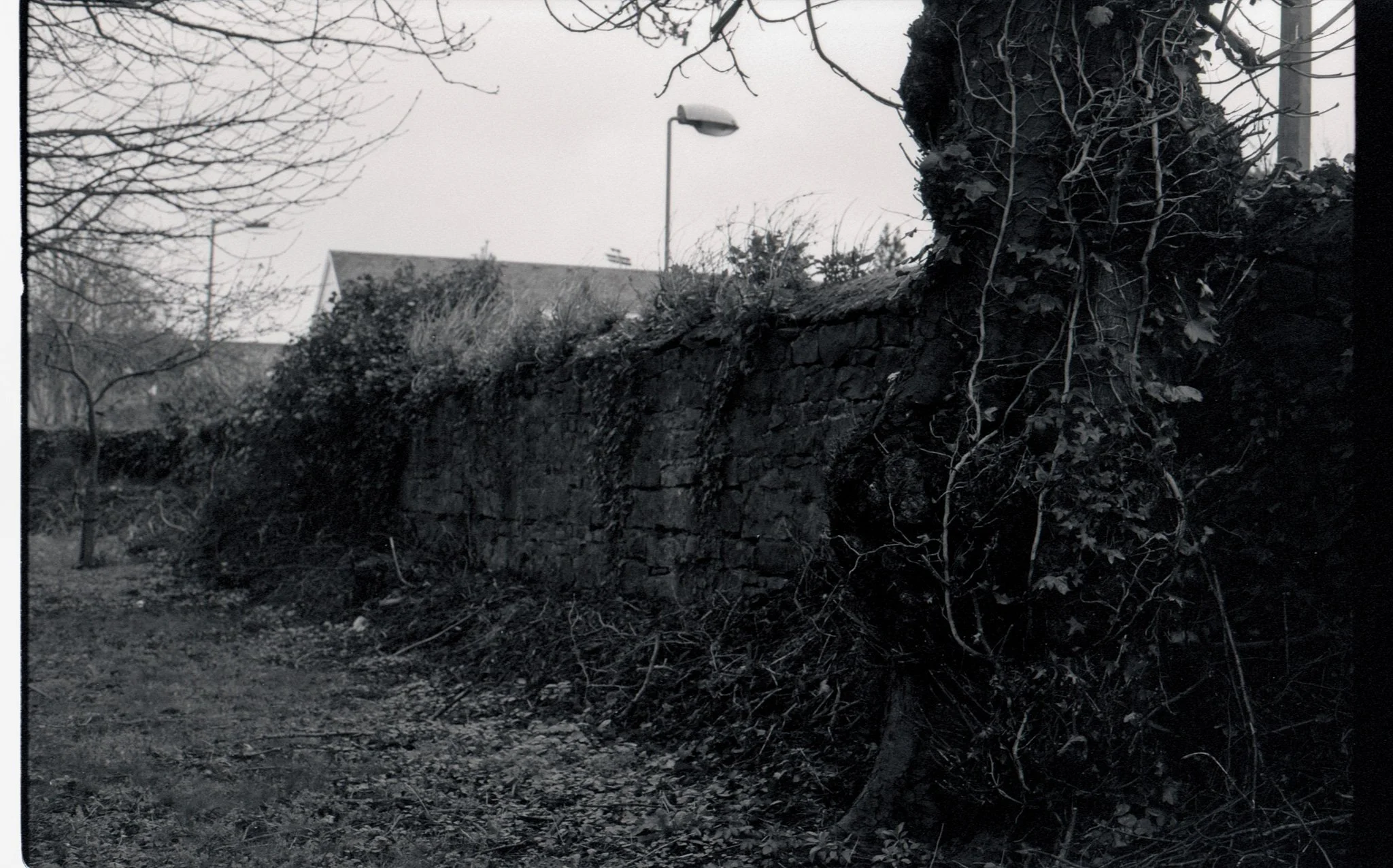 A black-and-white photo of a backyard scene with a stone wall, leafless trees, and a streetlamp, with houses visible in the background.