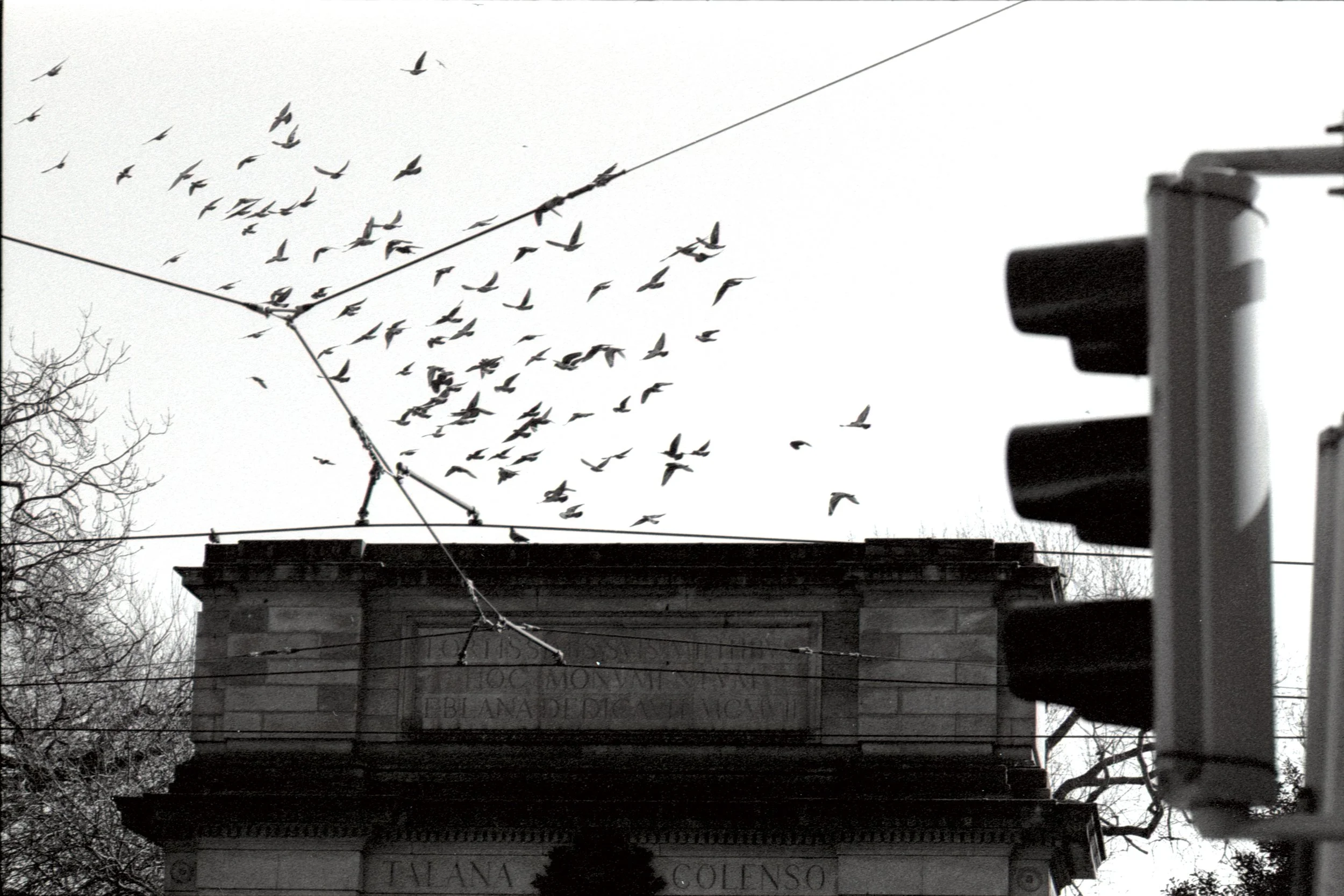 A black-and-white photograph of birds flying above a stone monument or structure with an inscription. The sky is overcast, and the scene includes some leafless trees and a traffic light on the right side.