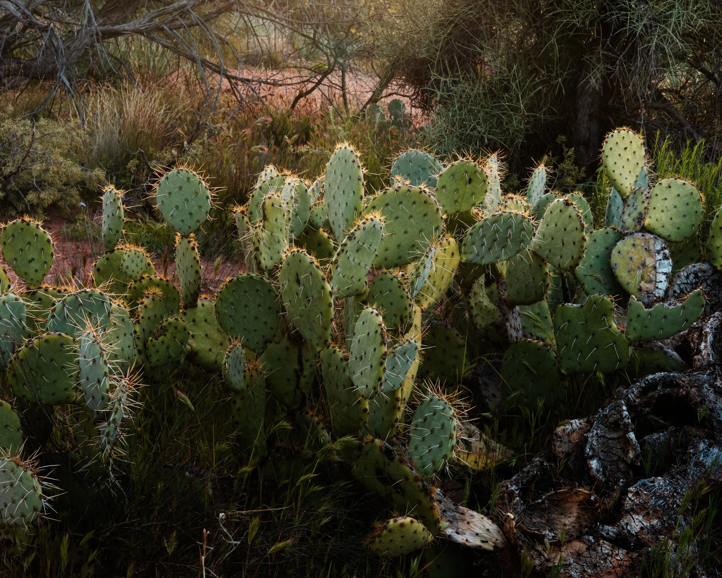 A group of prickly pear cacti growing in a desert landscape with dry shrubs and trees.