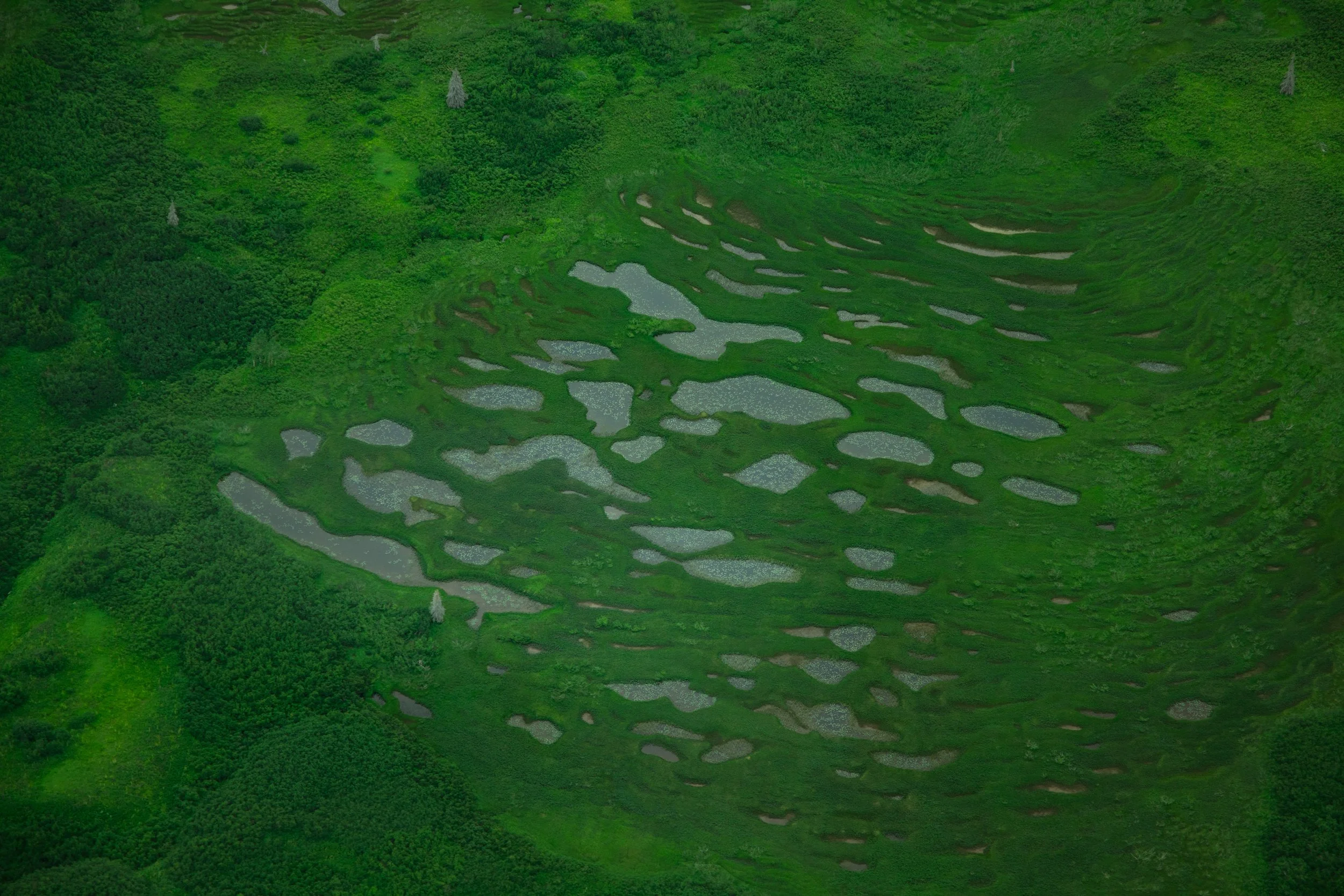 Aerial view of a green wetland surrounded by dense forest with small bodies of water and open grassy areas.