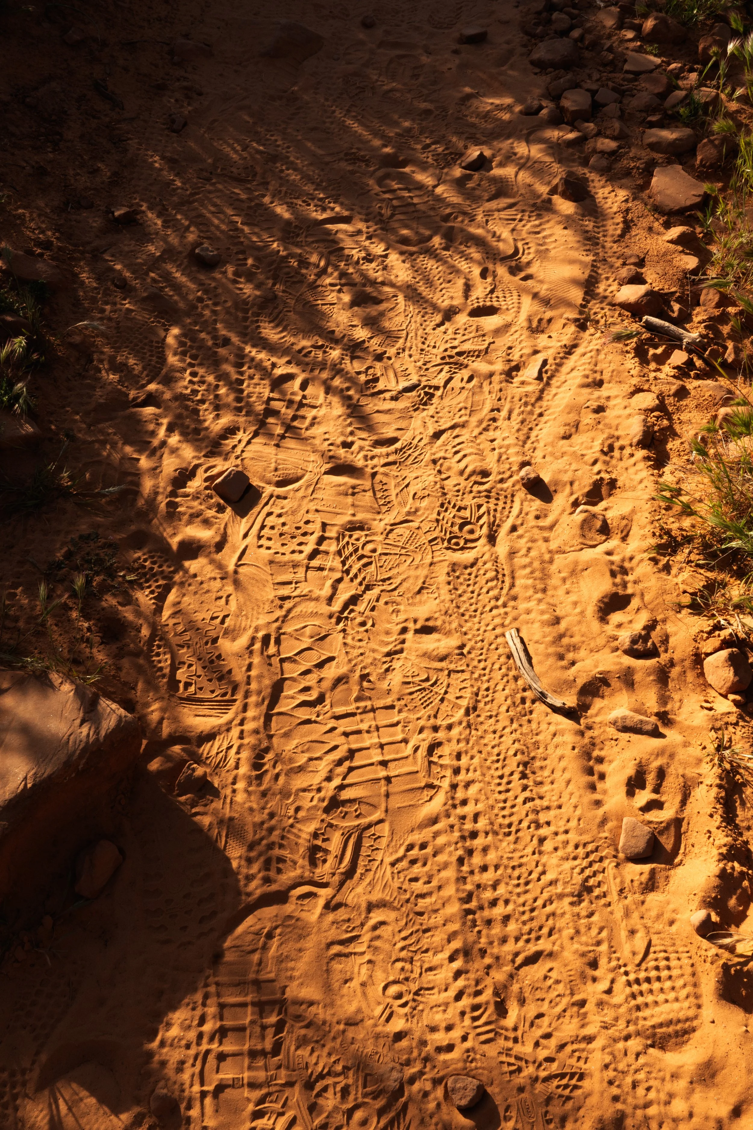 Sand path with many footprints, small rocks, and some greenery on the edges.