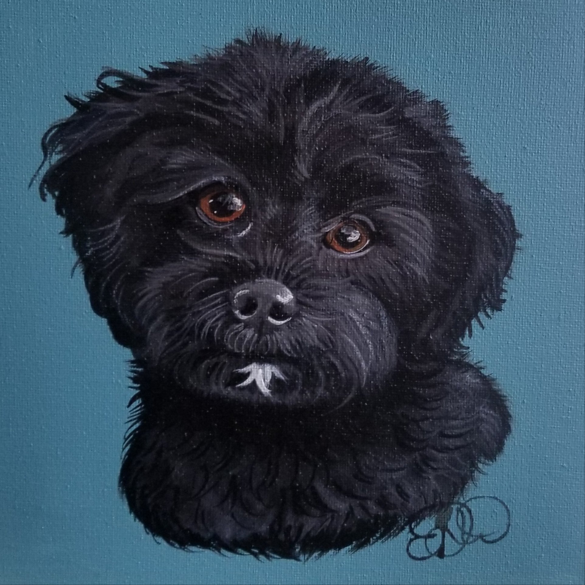 Pet Portraits
