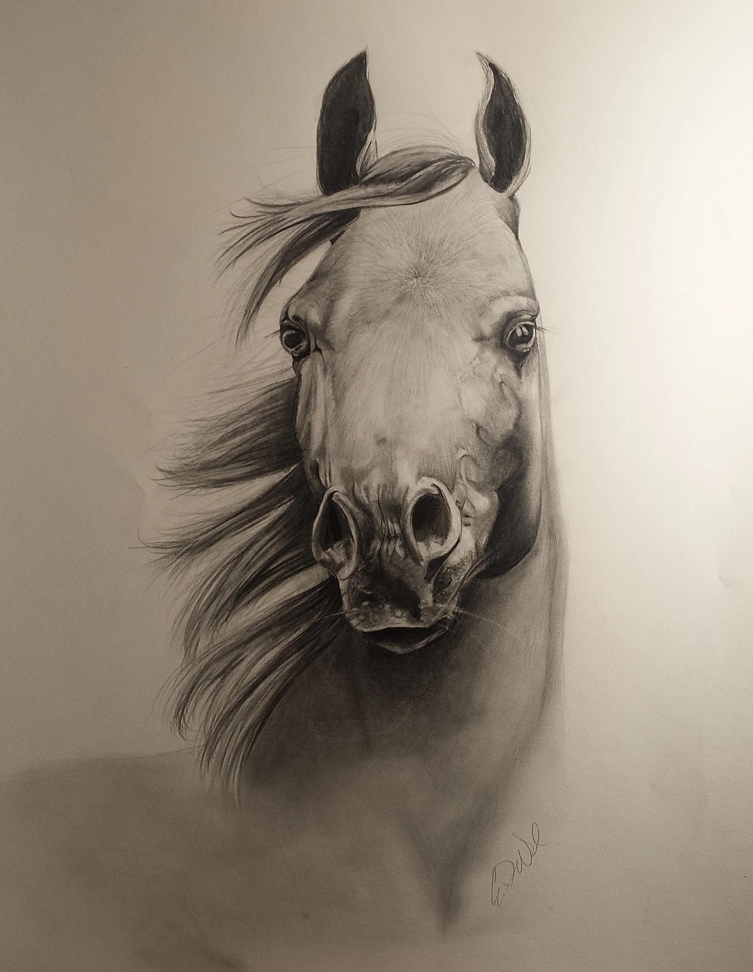 Equine