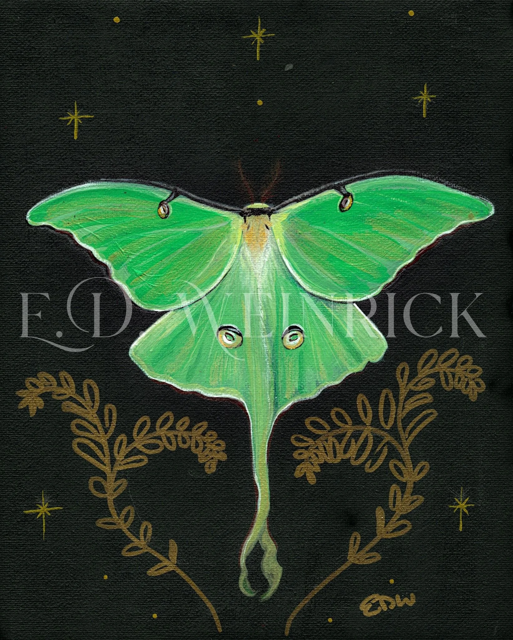 Luna Moth print