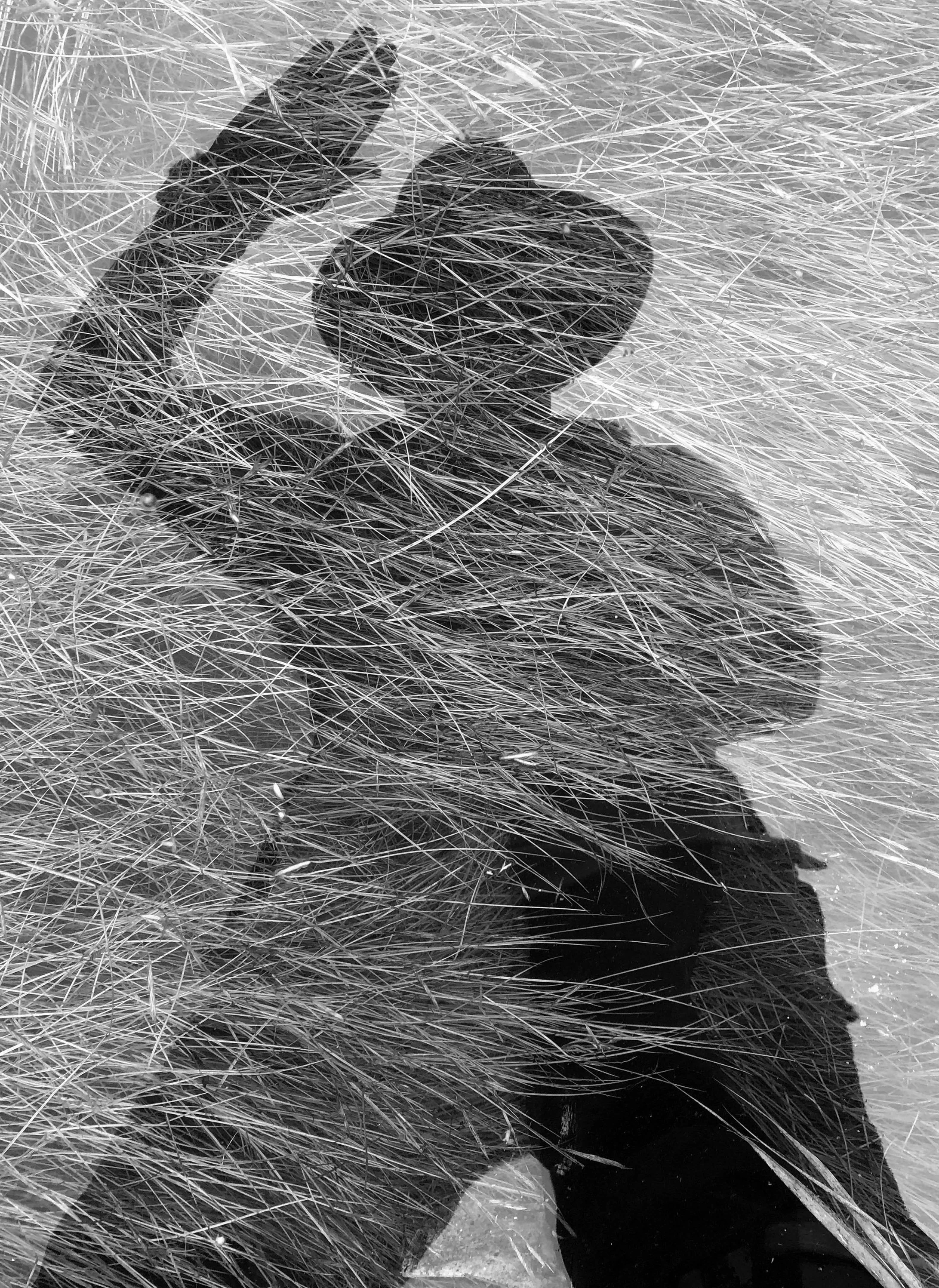 Silhouette of a Beth Kerner, reflecting in the marsh water on the south shore of Boston.