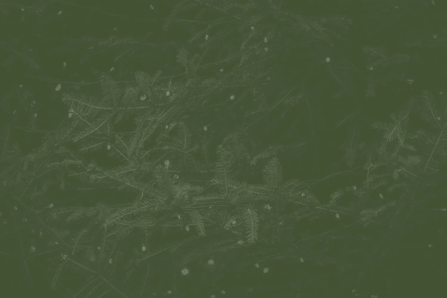 Countdown_Banner.jpg