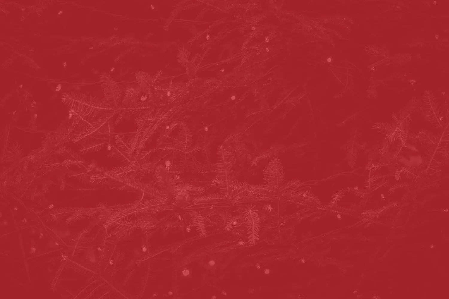 Countdown_Banner.jpg