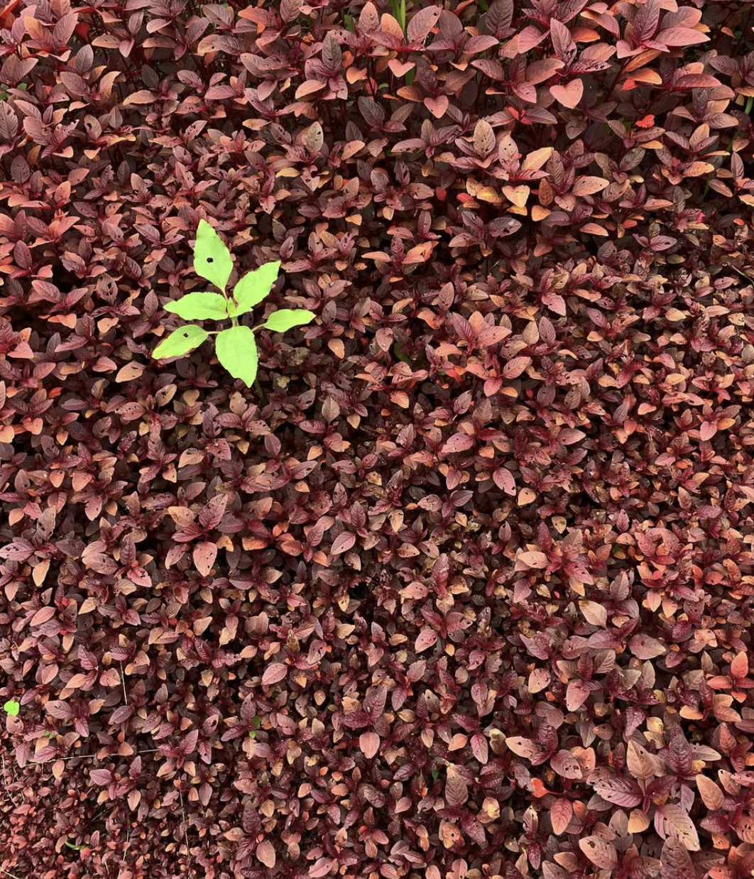 Decorative photograph taken by the author depicting a green plant shooting up taller than all the lower red leafy growth beneath it