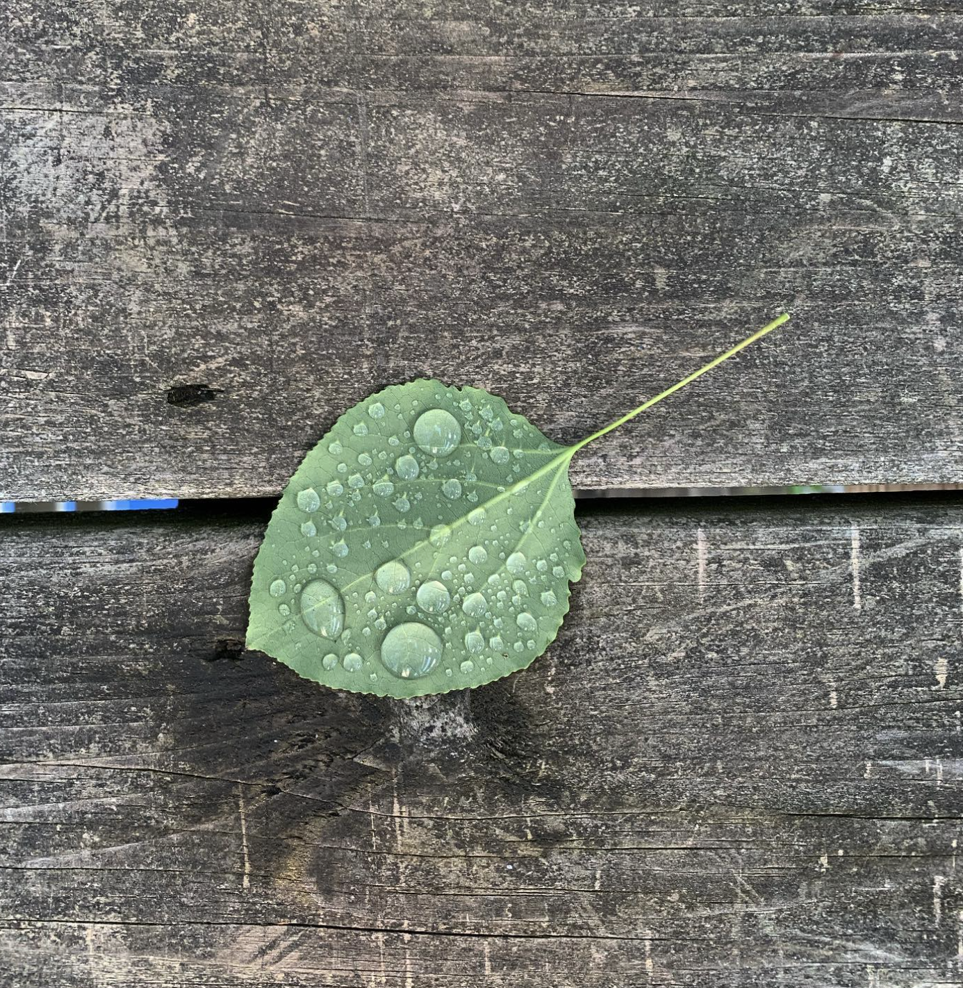 Decorative photograph taken by the author depicting a raindrop covered leaf resting atop slats of wood