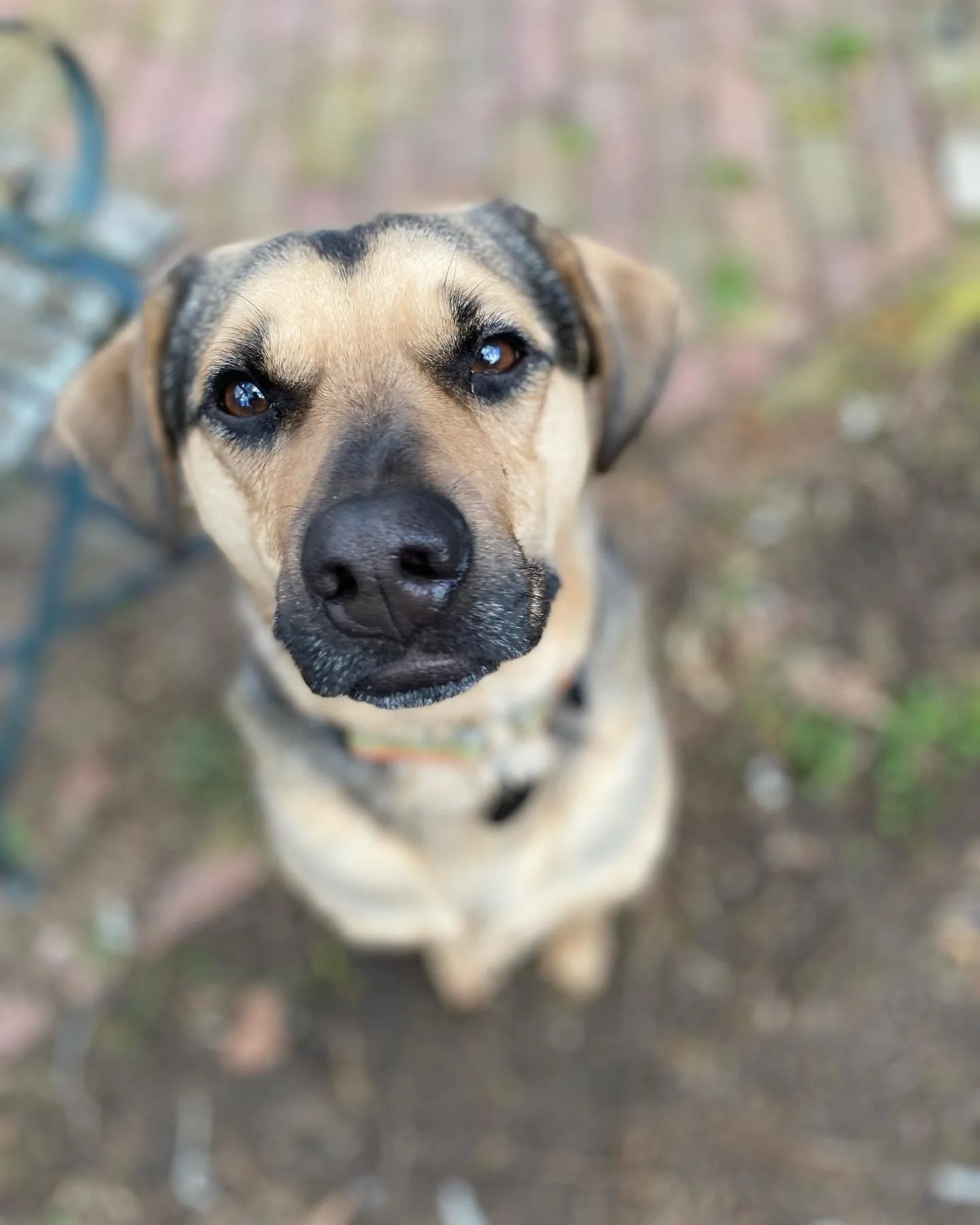 Brown and black animal companion (dog) is moody.