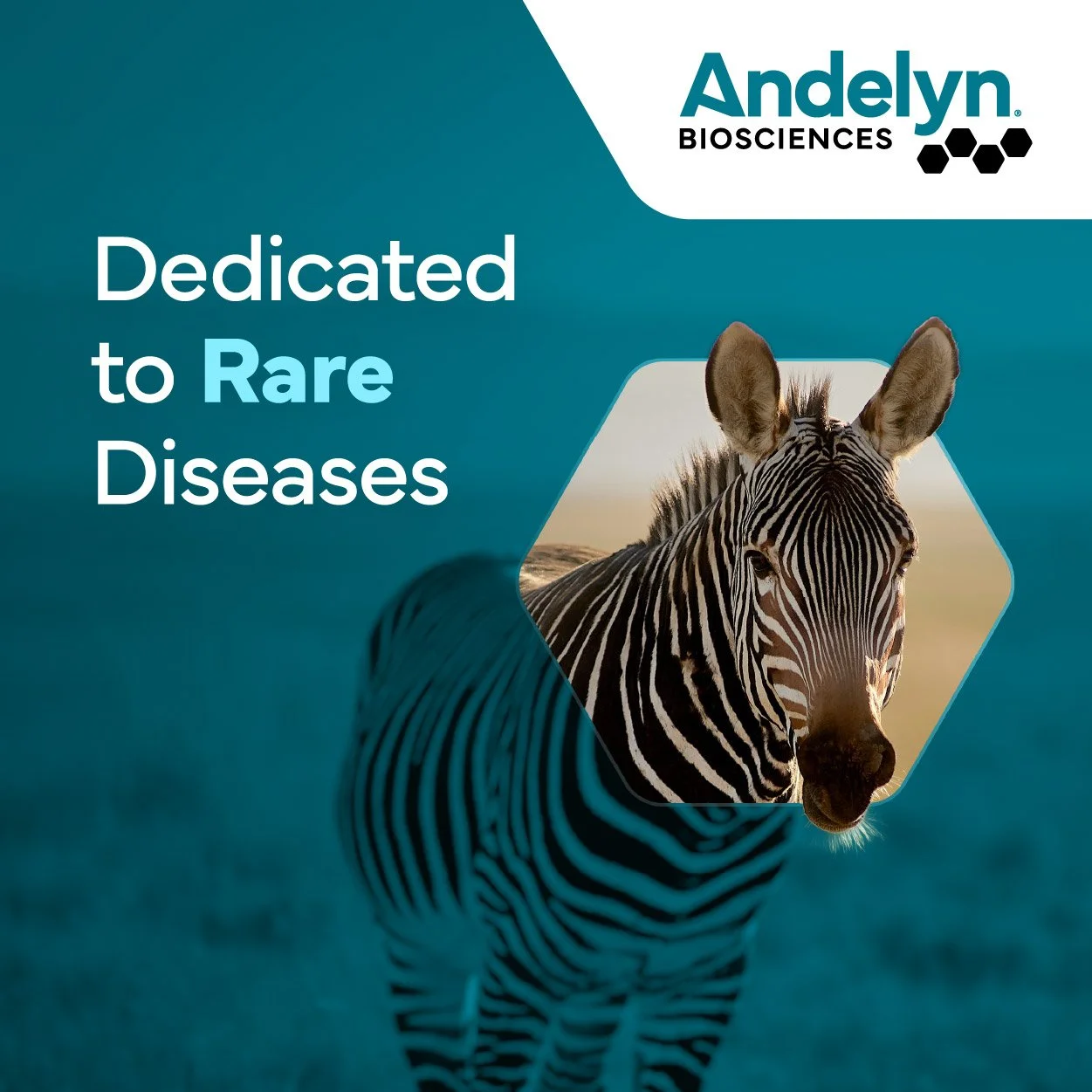 web_ad-andelyn-zebra.jpg