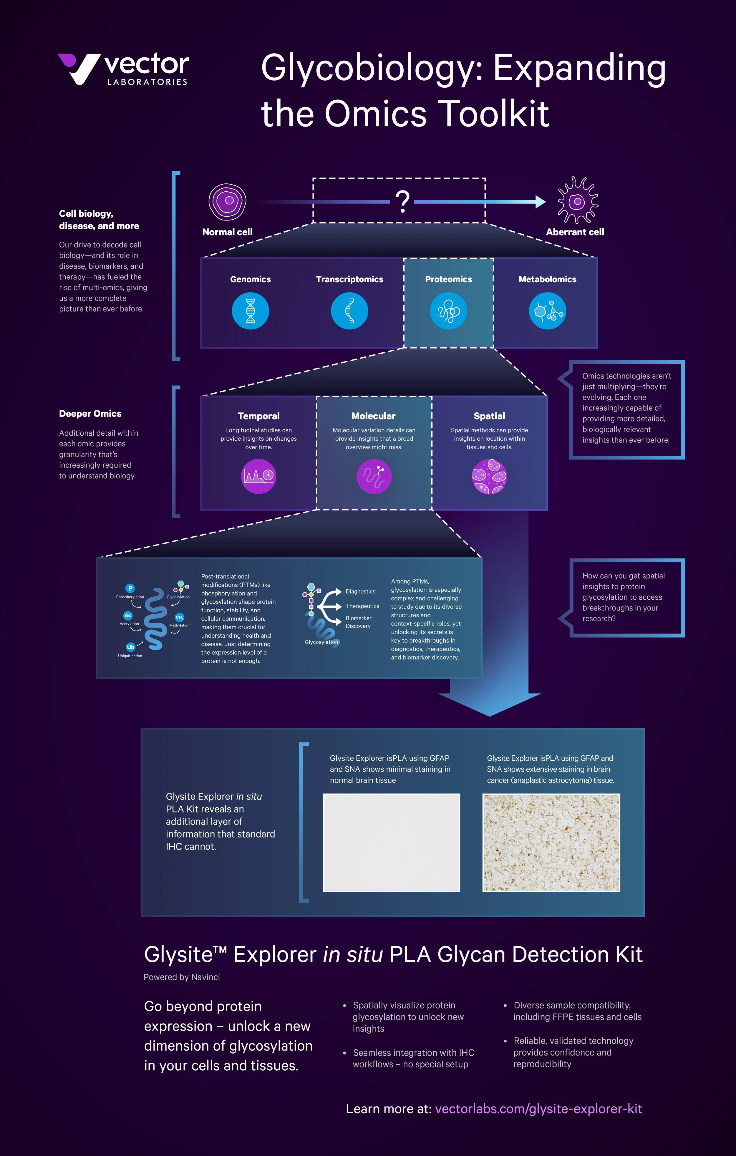 infographic-vector_labs-glycobiology.jpg