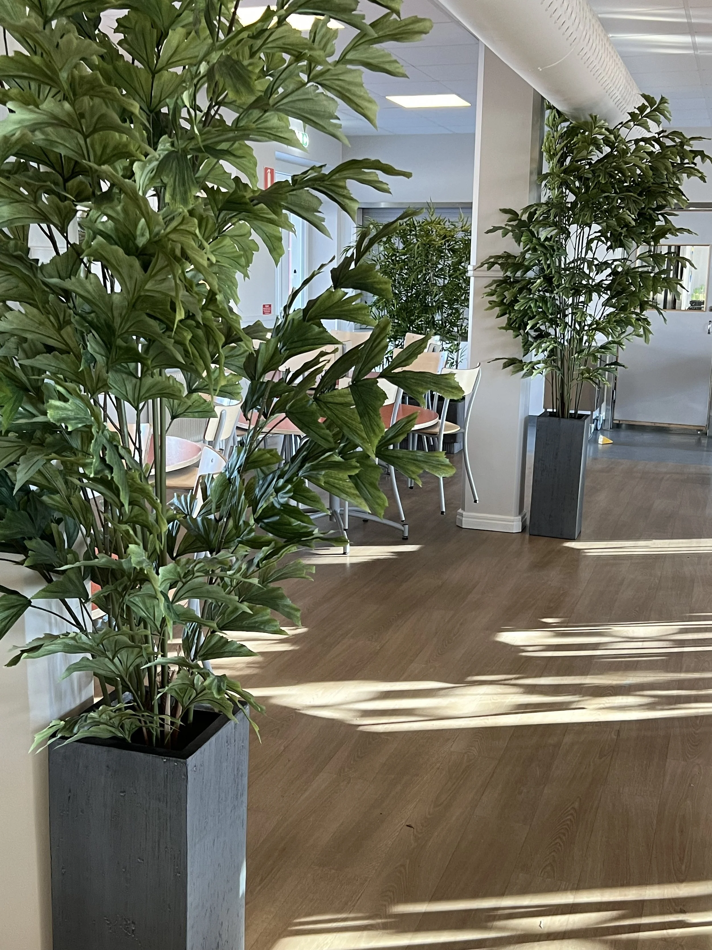 Inomhusmiljö med gröna växter i gråa krukor, vita stolar och trägolv, solstrålar kastar skuggor på golvet.