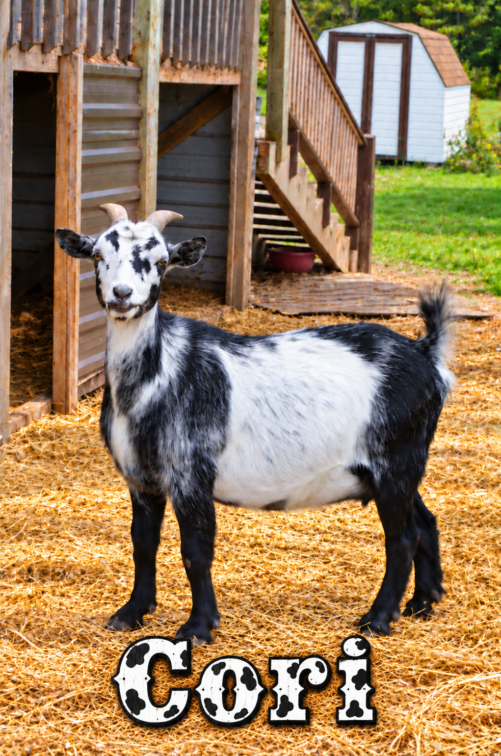 Goat photos
