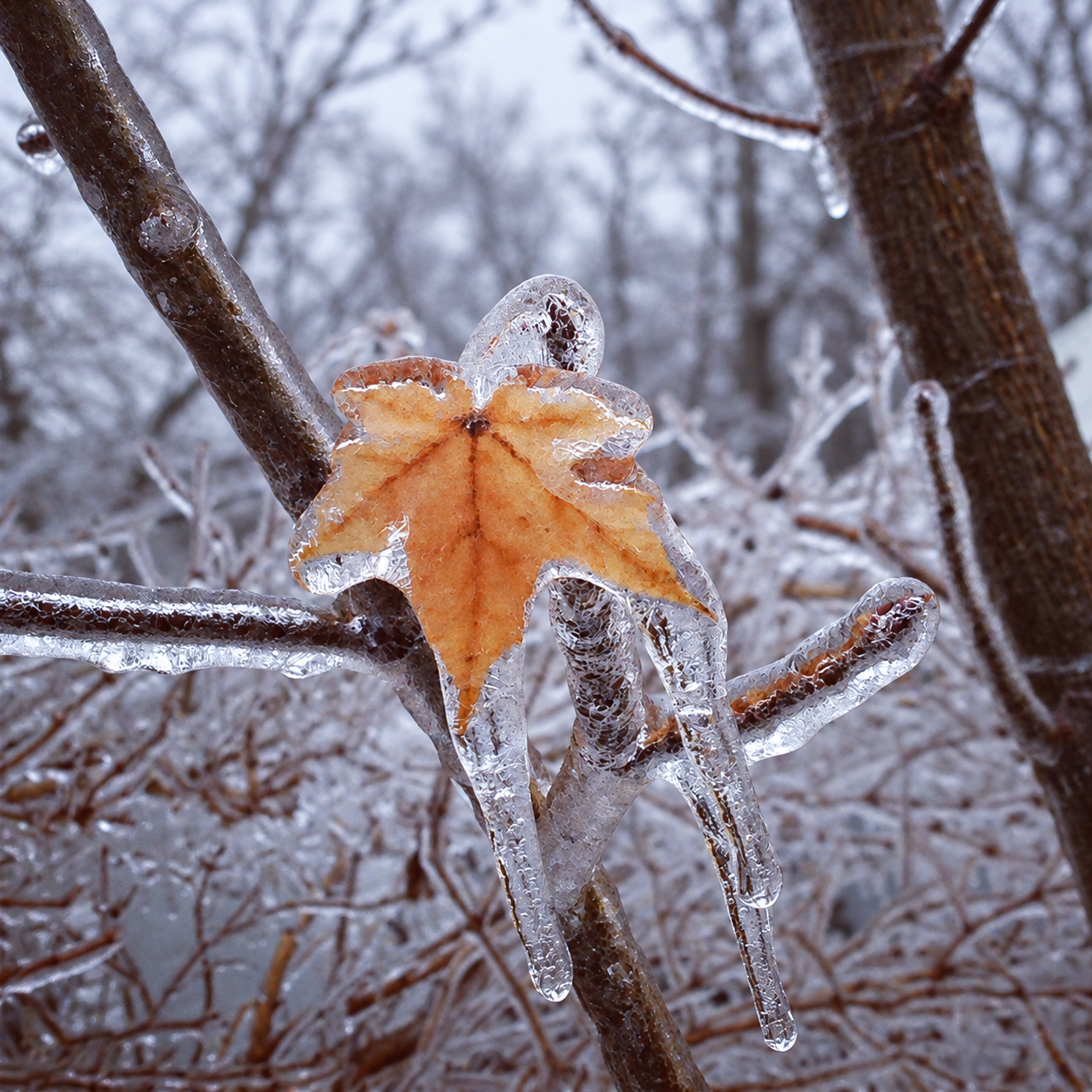 A frozen tree branch with a yellow leaf and ice formations on it during winter